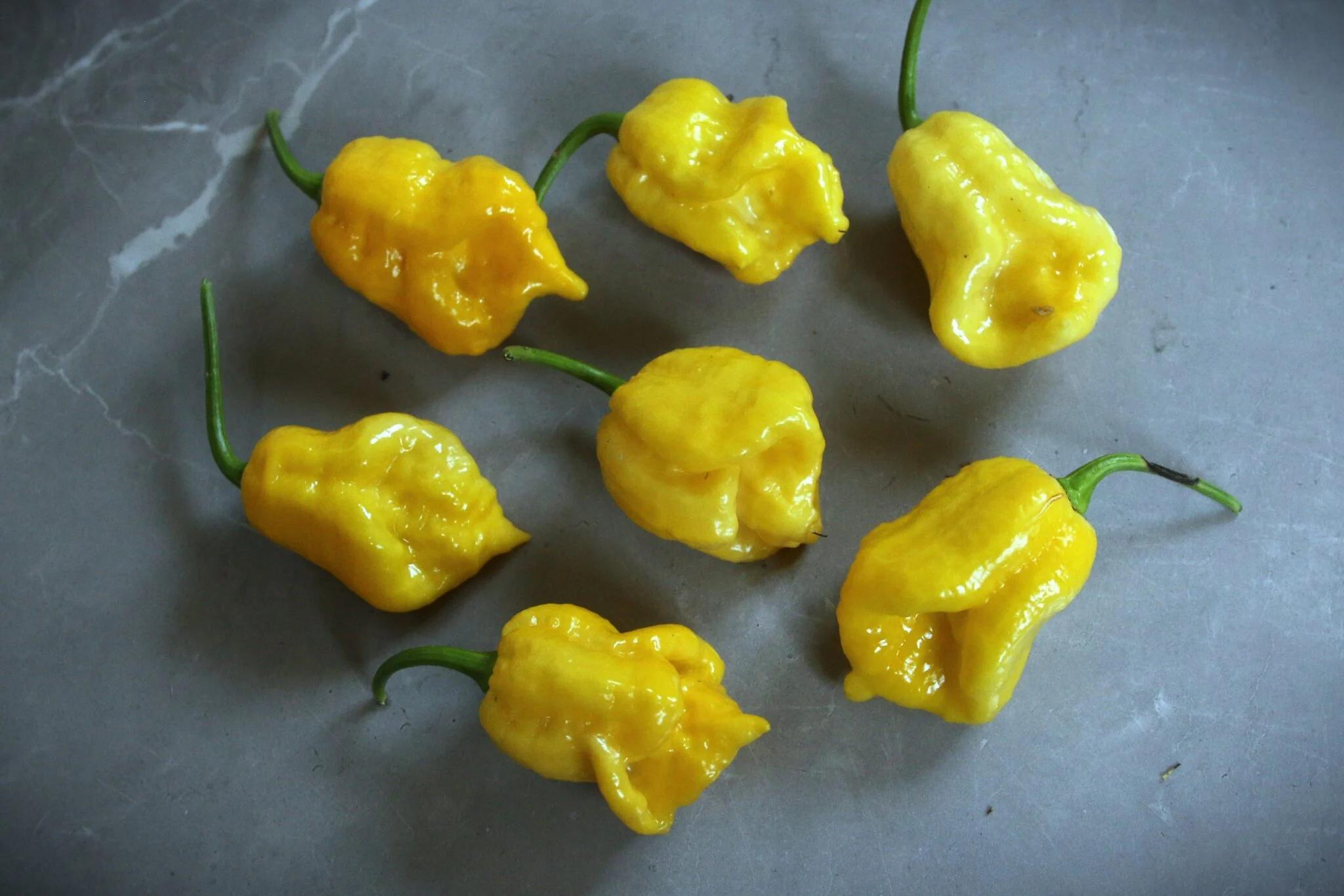 7 Pot Cream fröer