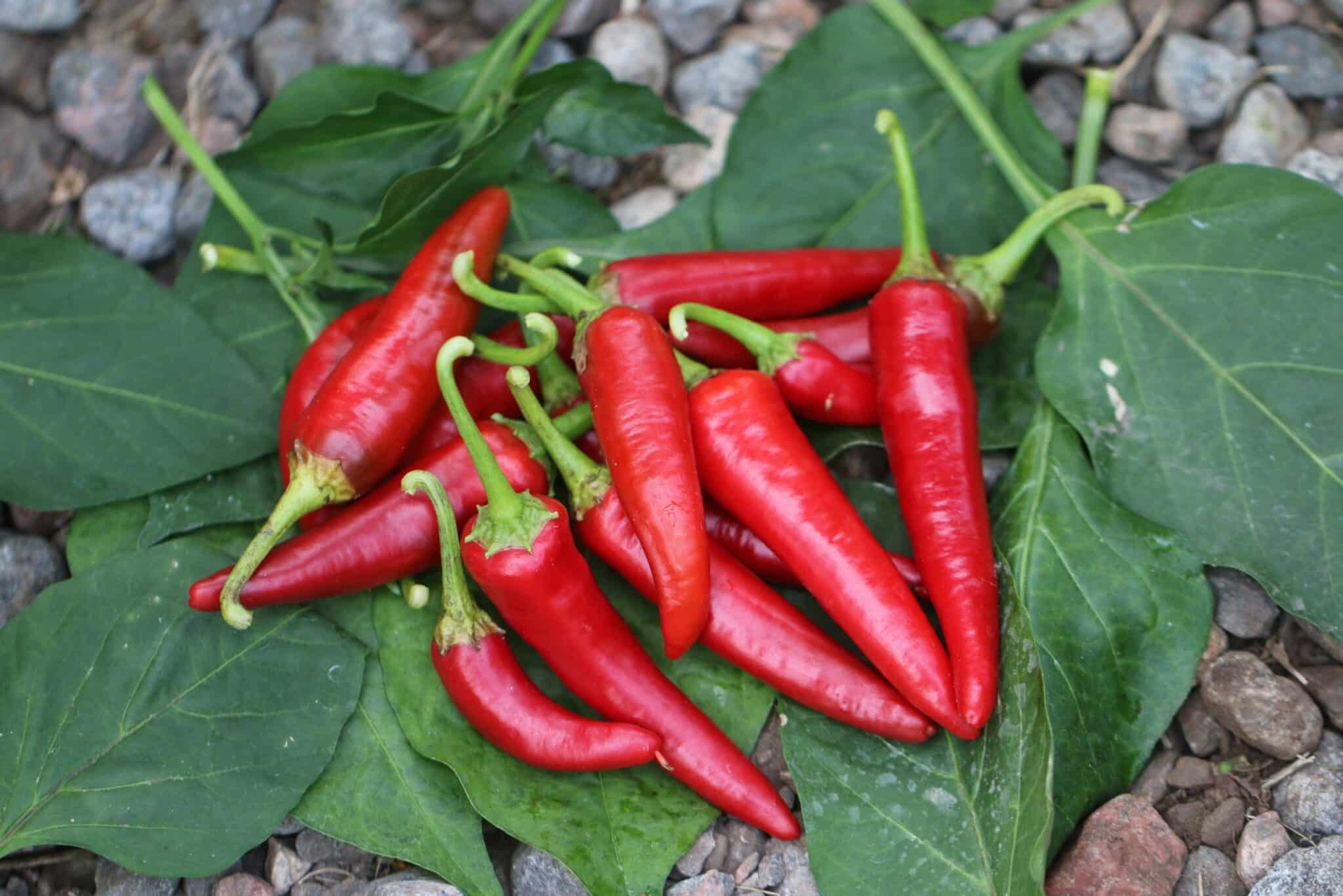 Cayenne Long Slim (Capsicum annuum) fröer