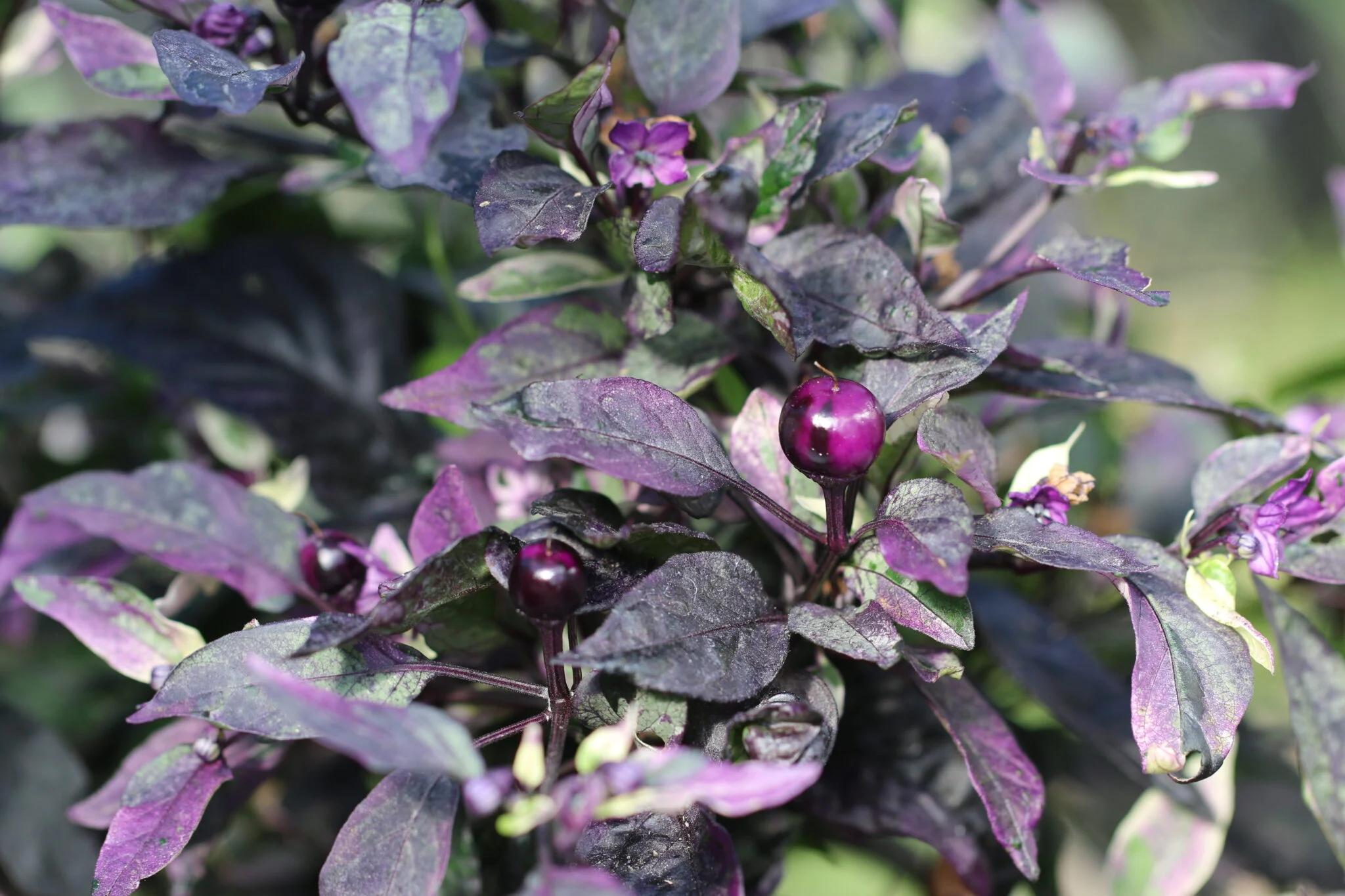 Purple Flash (Capsicum annuum) - röd fröer