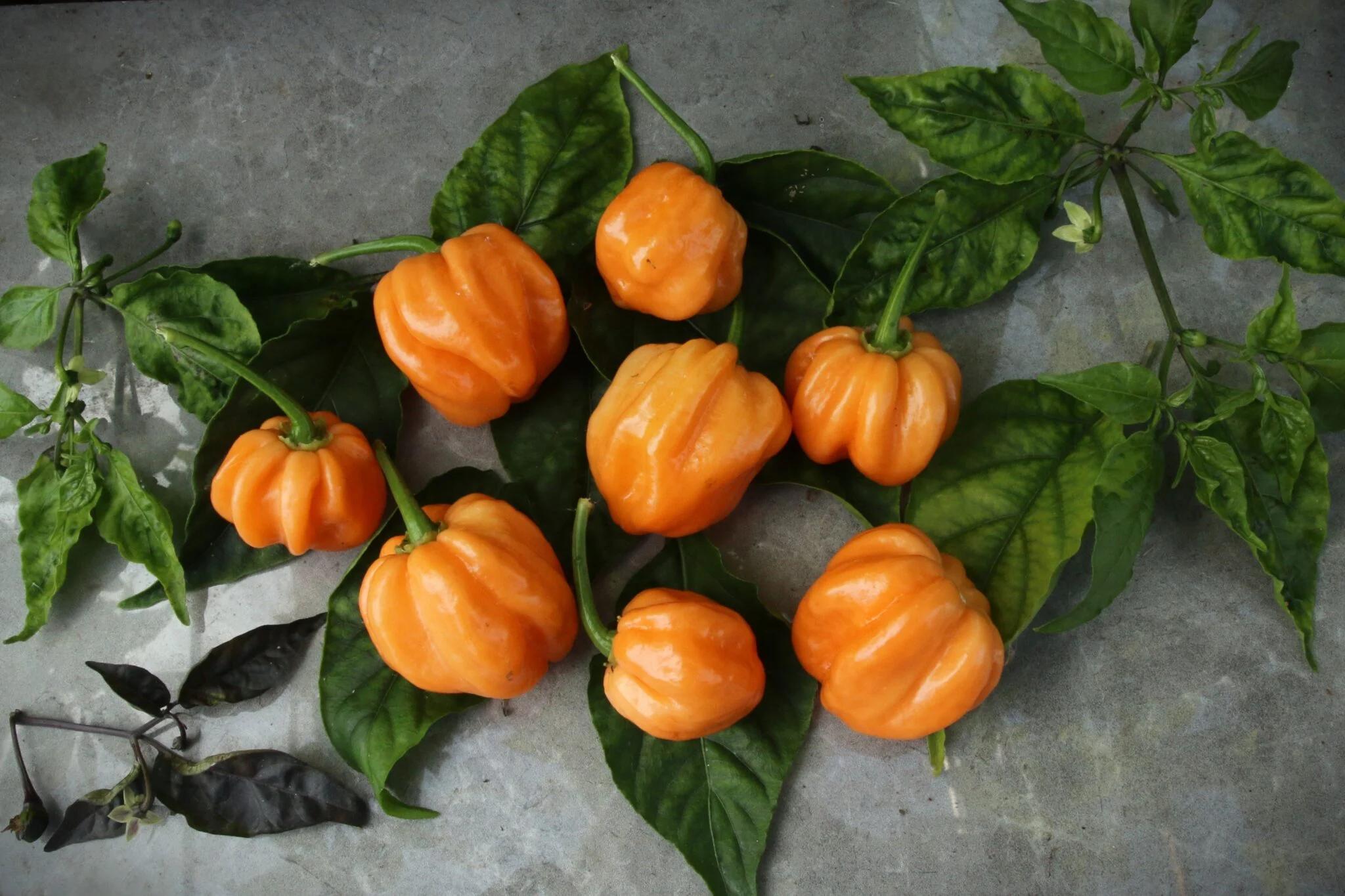 Scotch Bonnet Peach (Capsicum chinense) fröer