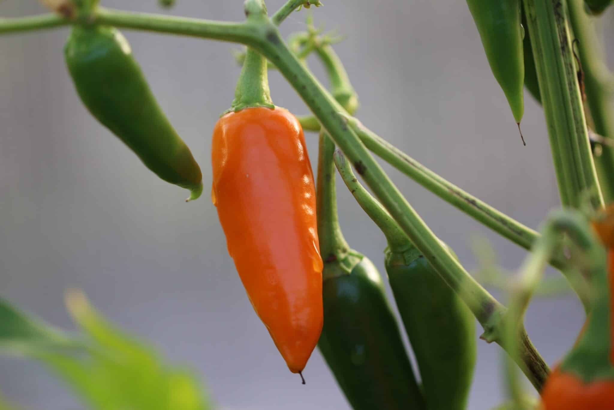 Thai Large Orange (Capsicum annuum) fröer