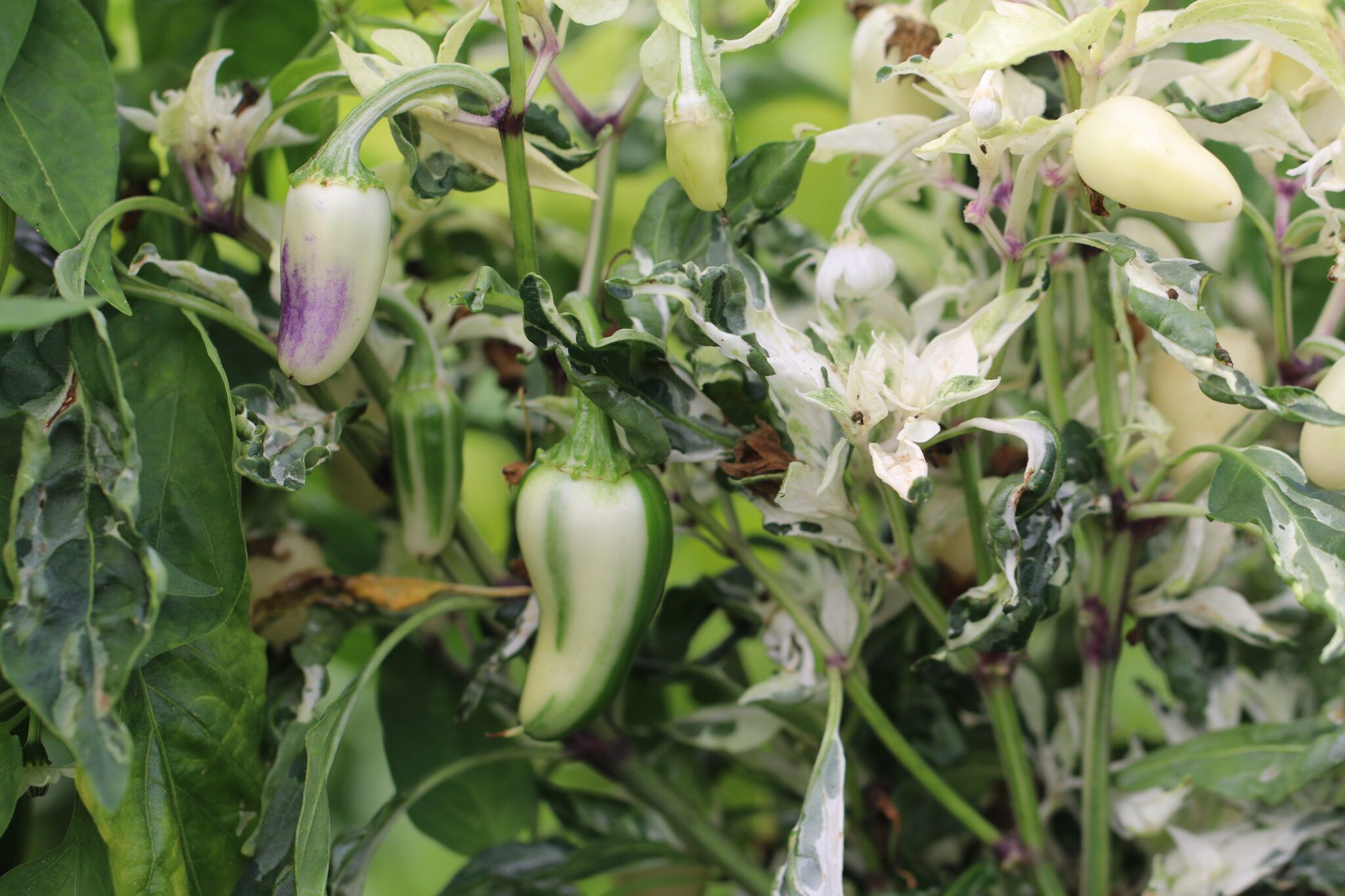 Mattapeno (Capsicum annuum) - röd fröer
