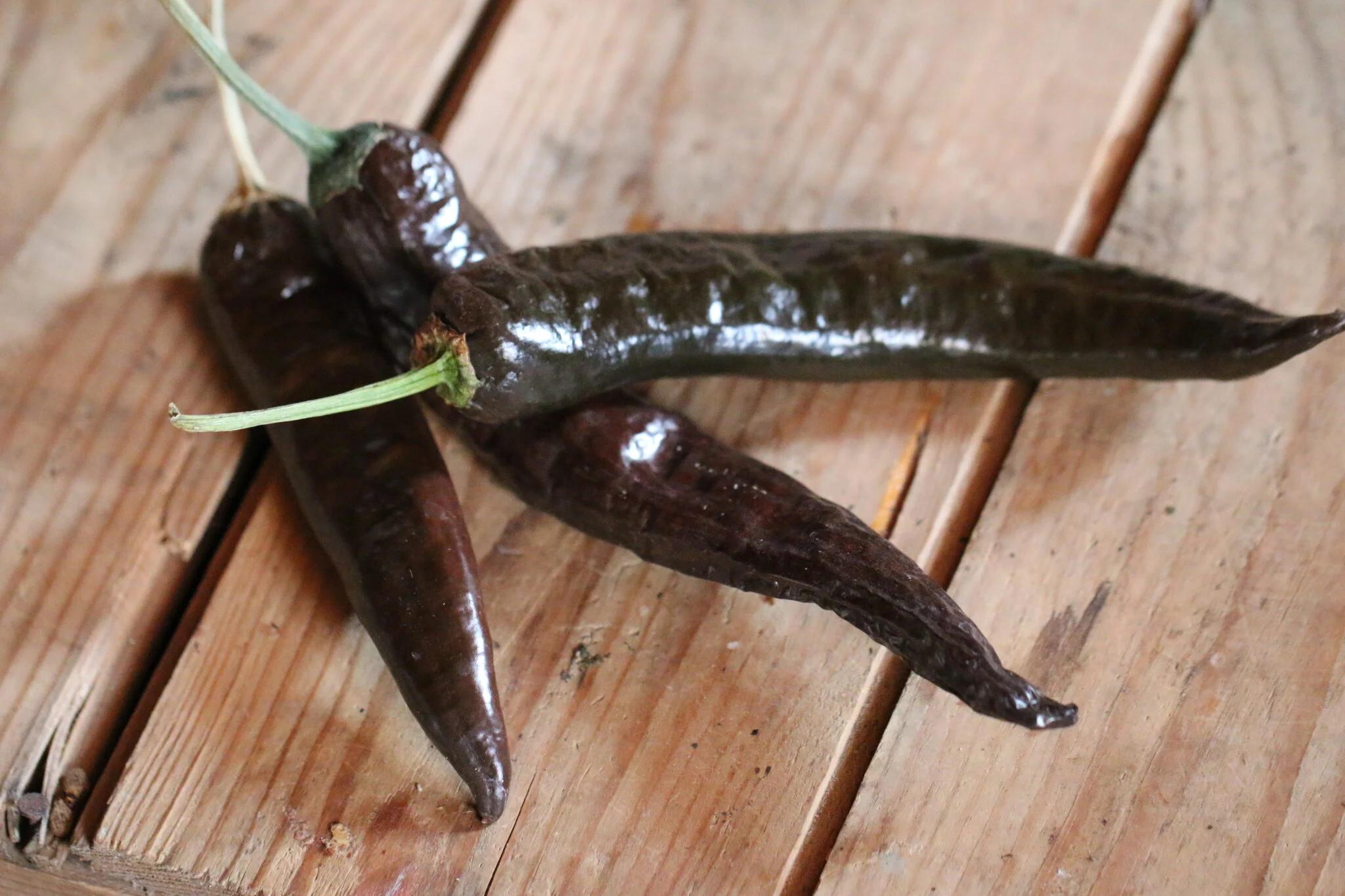 Cacho Negro (Capsicum annuum) fröer