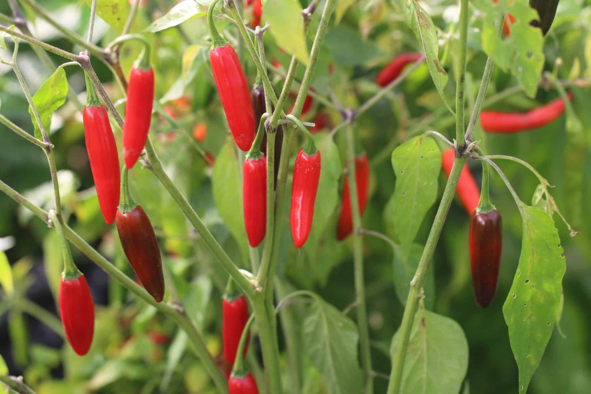 Serrano Tampiqueno fröer