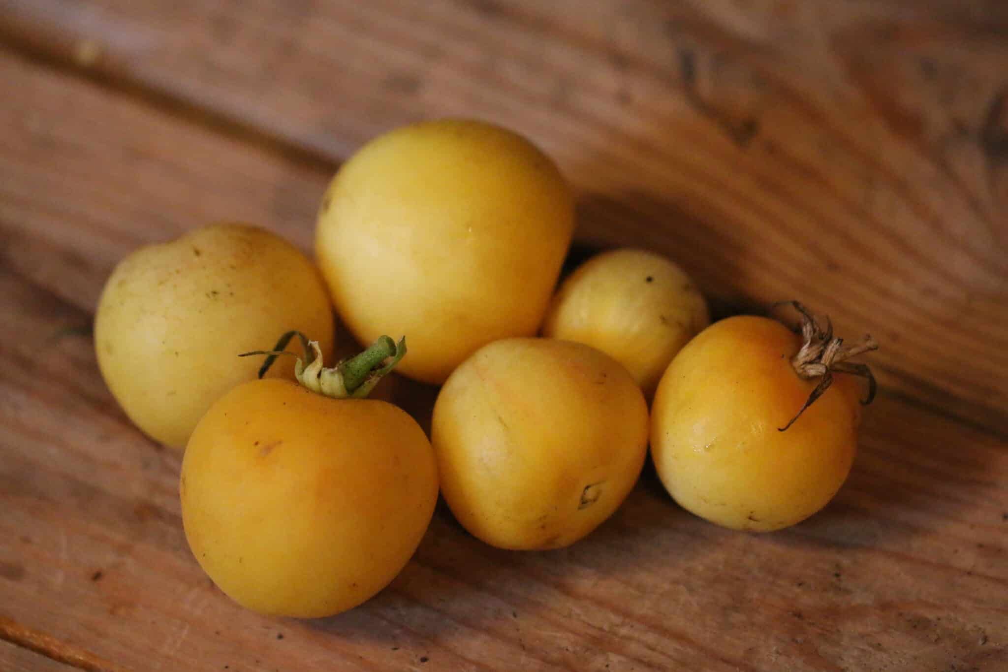 Garden Peach fröer