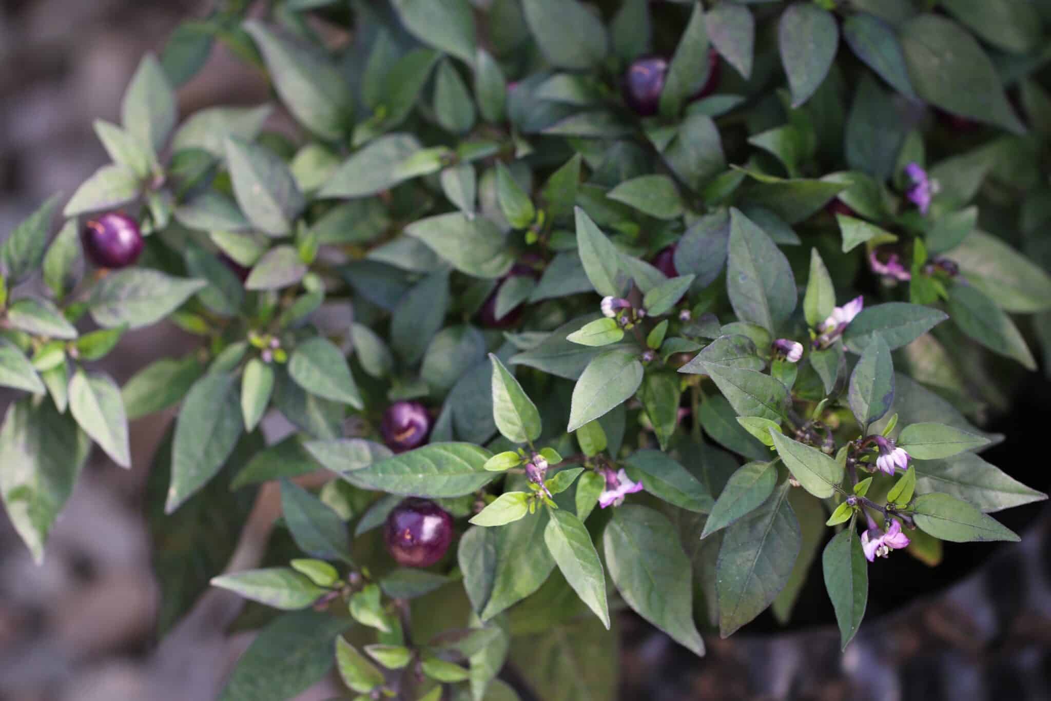 Pretty Purple (Capsicum annuum) fröer
