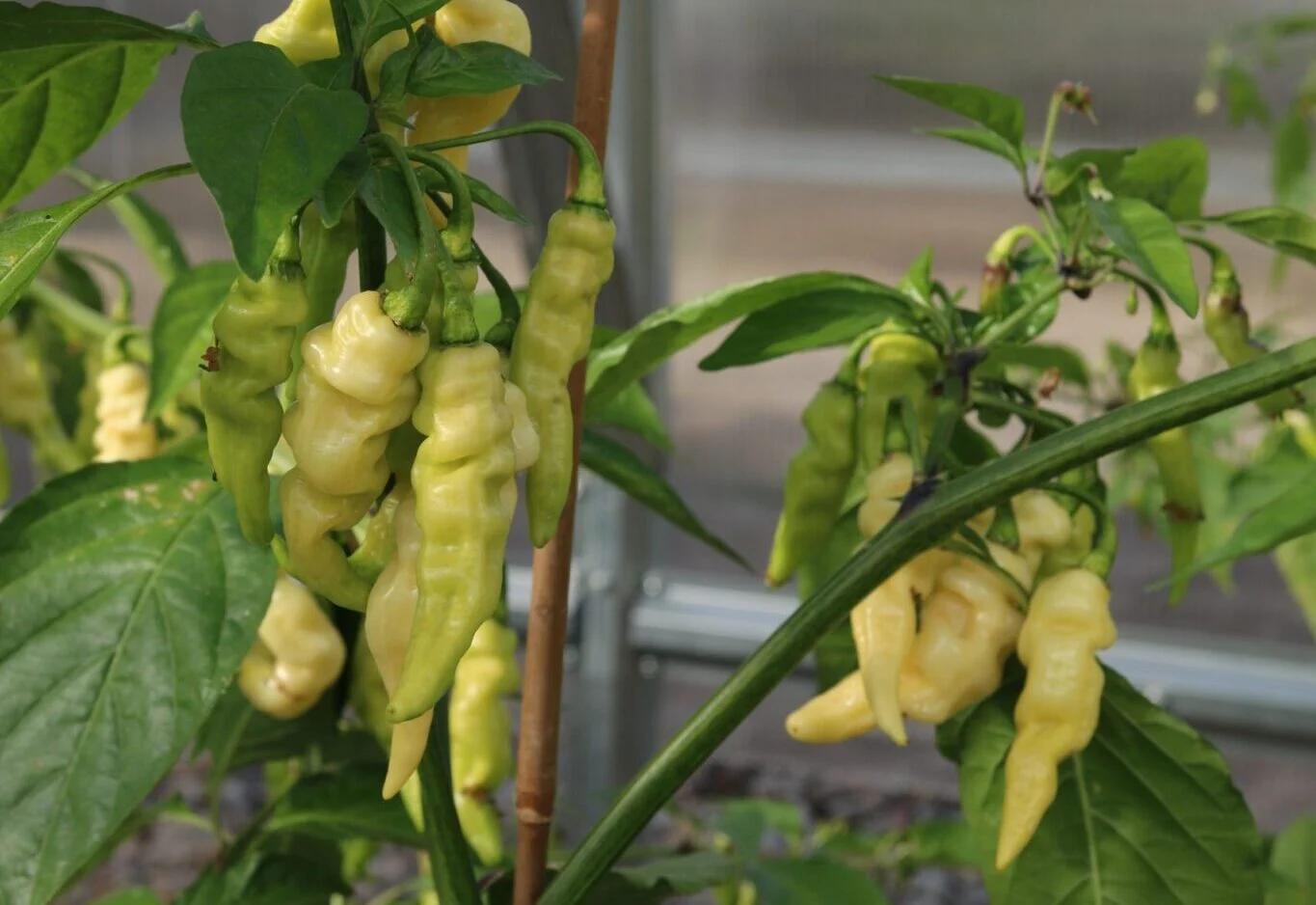 Murupi (Capsicum chinense) - hvit fröer