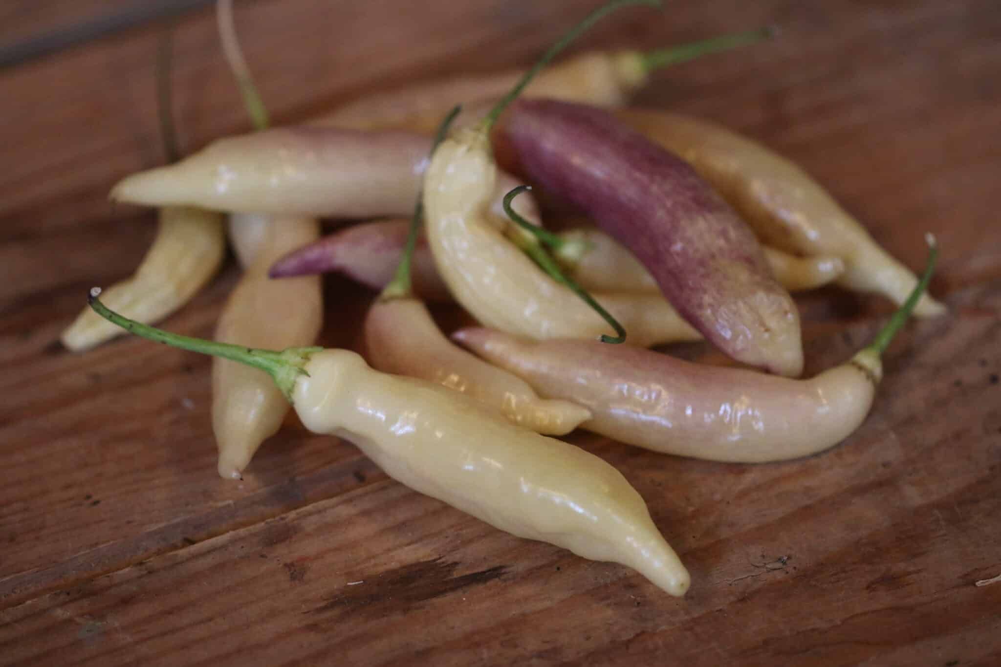 Blondie (Capsicum baccatum) fröer