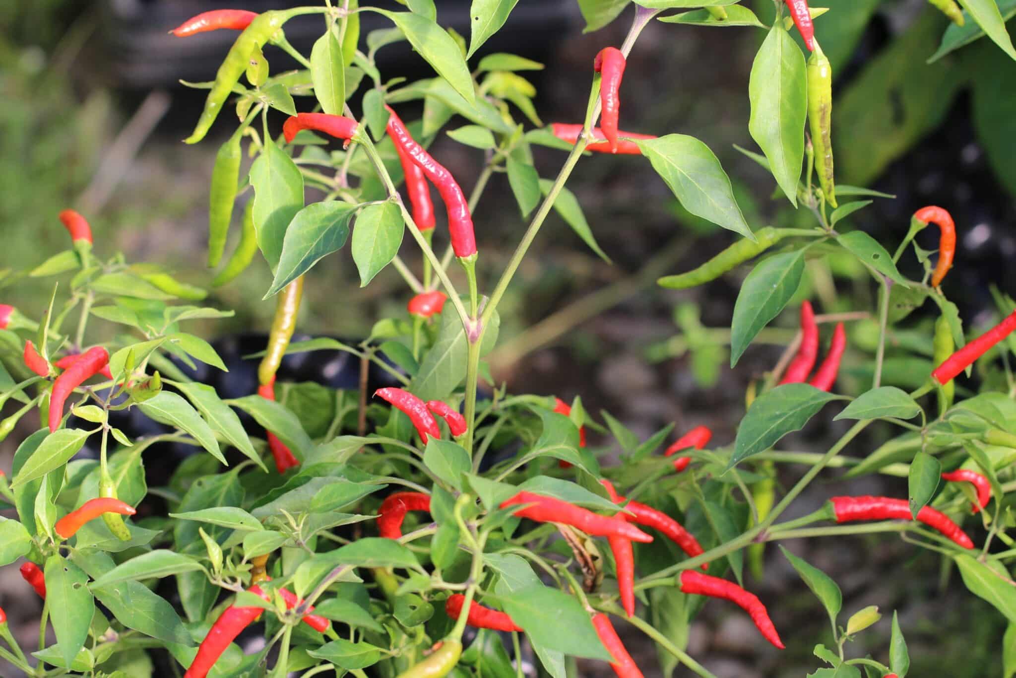 Piri Piri fröer