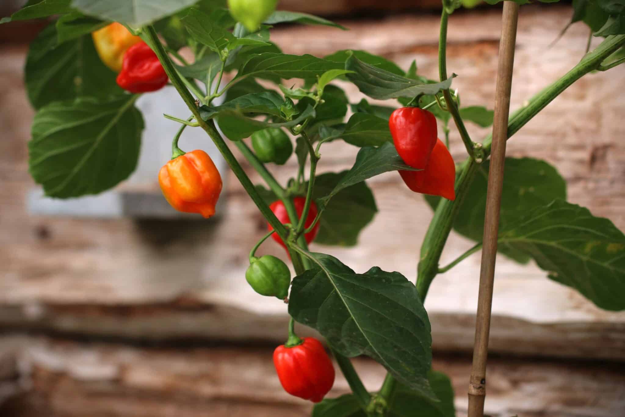 Habanero Red (Capsicum chinense) fröer