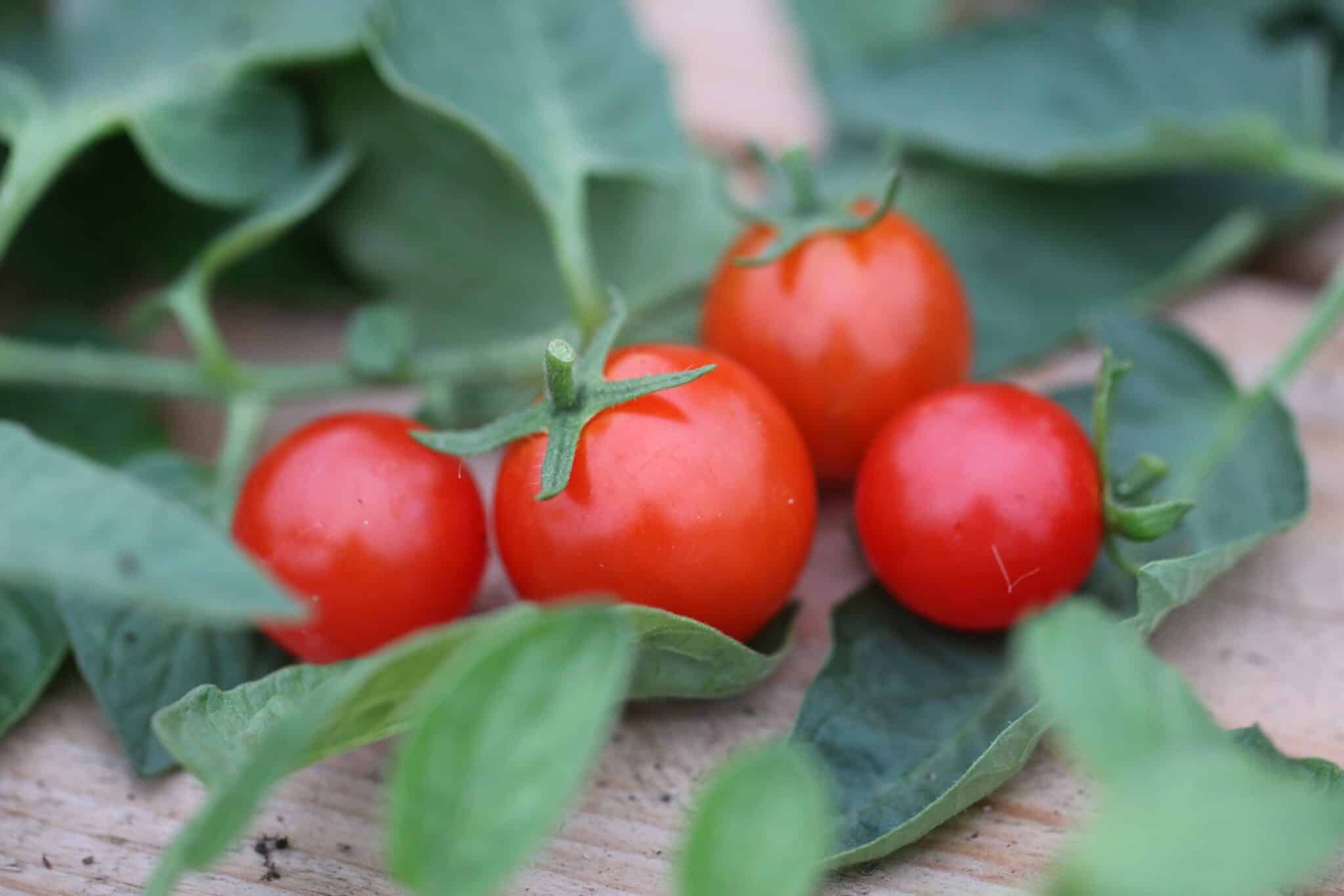 Red Cherry - indeterminatetomat fröer