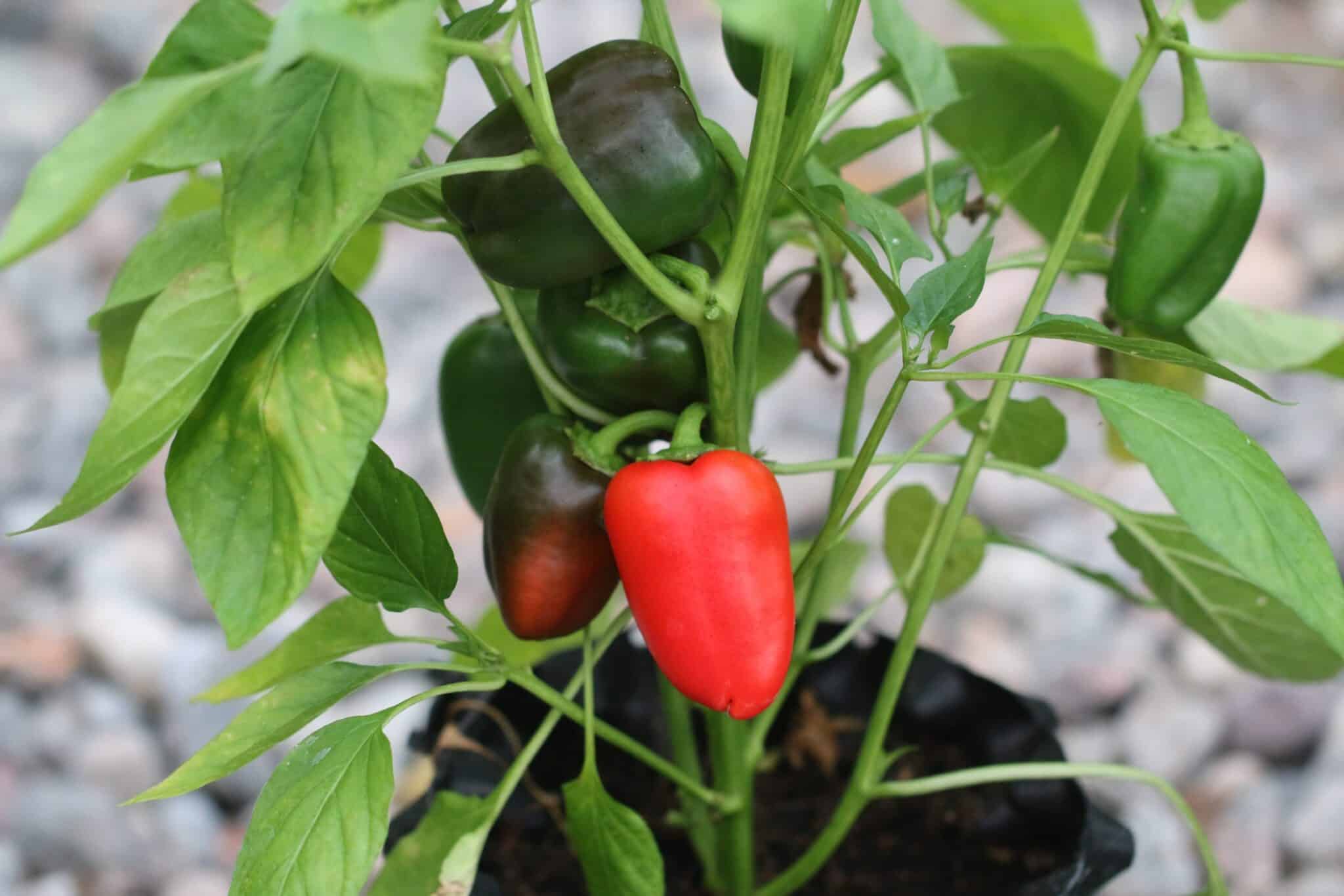 Snack Pepper fröer