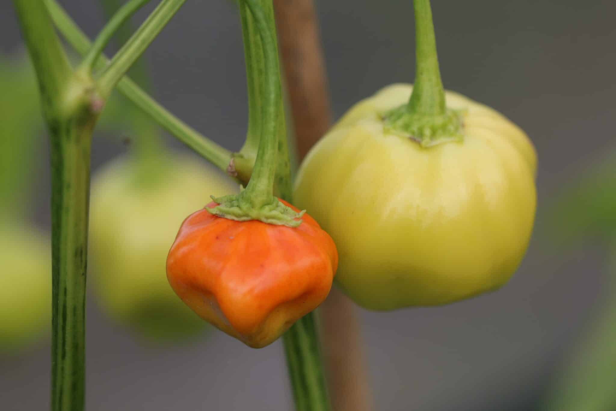 Brazilian Pumpkin (Capsicum baccatum) fröer