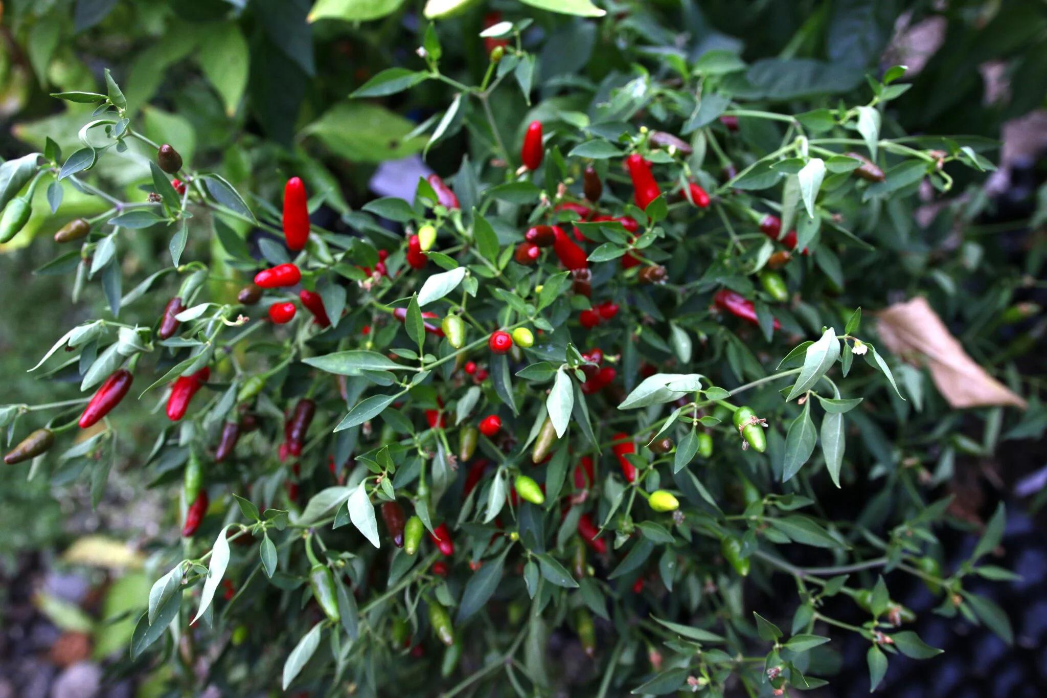 Thai Hot Ornamental fröer