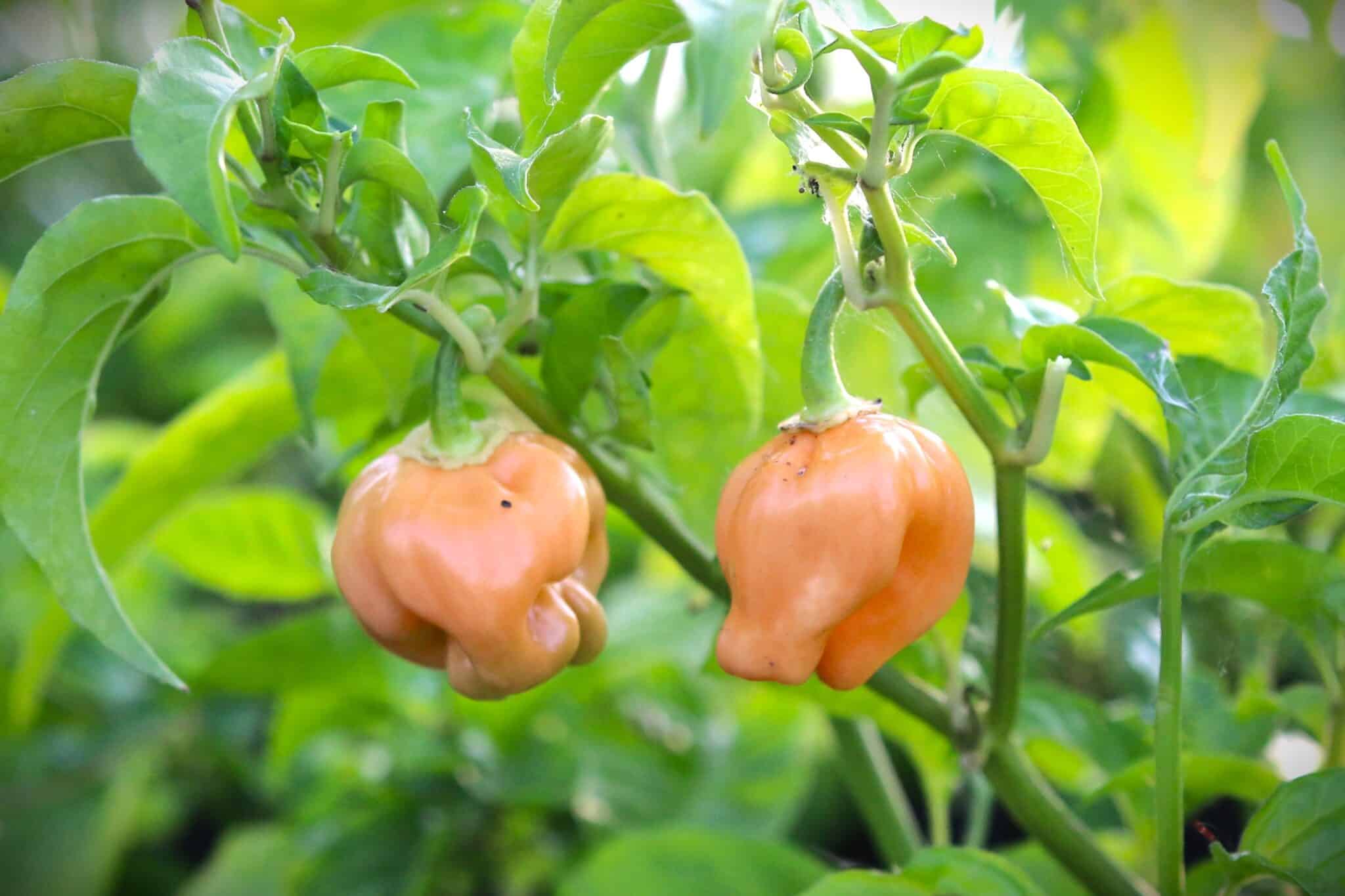 Habanero Pastel (Capsicum chinense) - pastellorange fröer