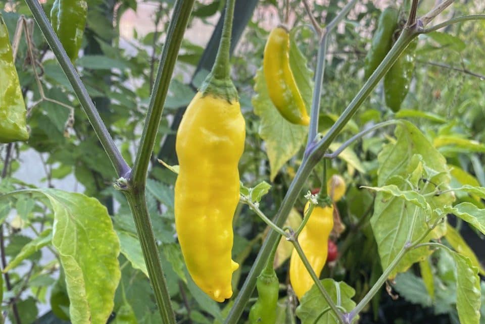 Aji Lemon Horn fröer