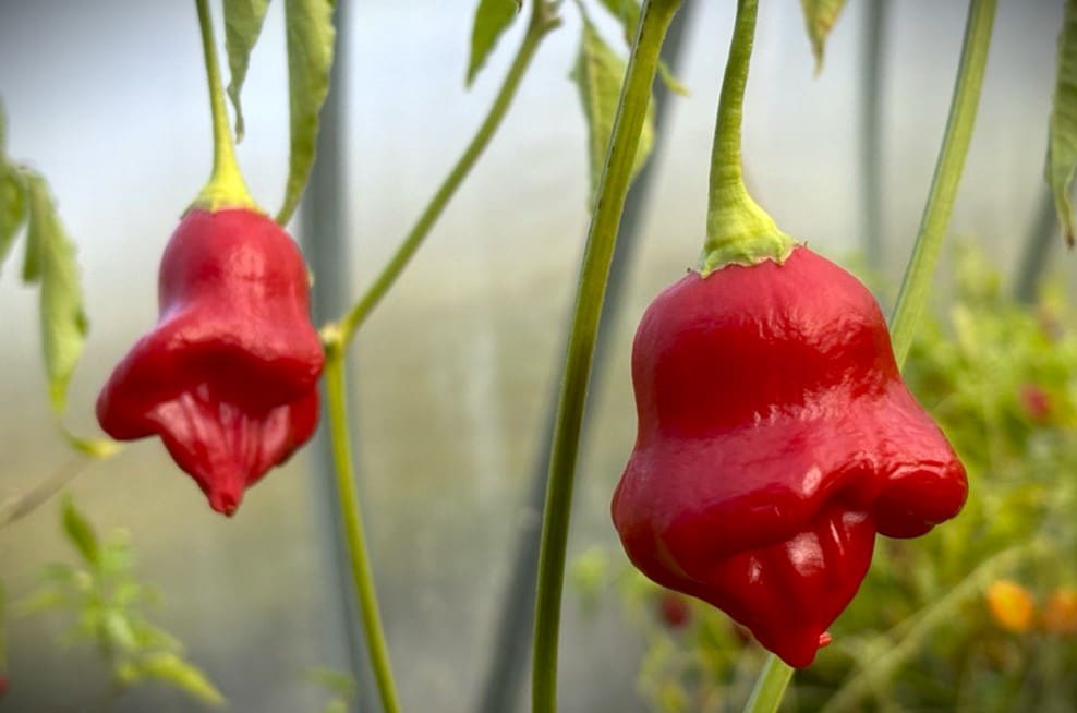 Uba Tuba (Capsicum baccatum) fröer