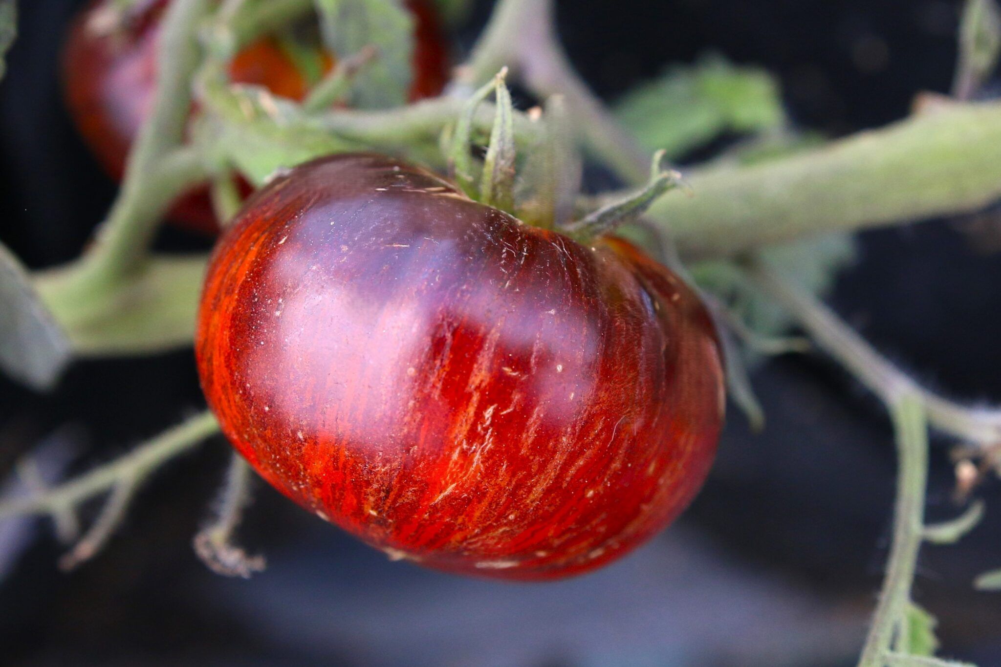 Red Beauty fröer