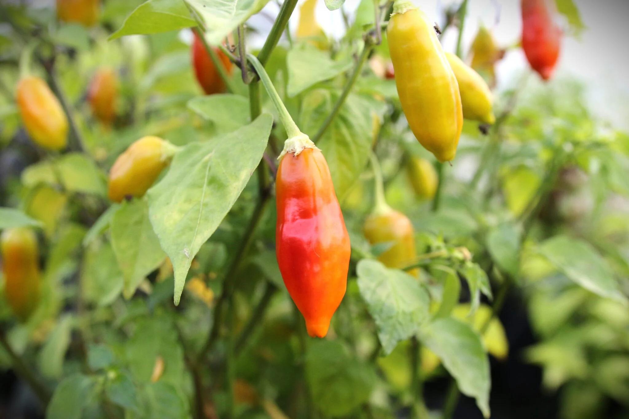 Aji Flor Morado fröer