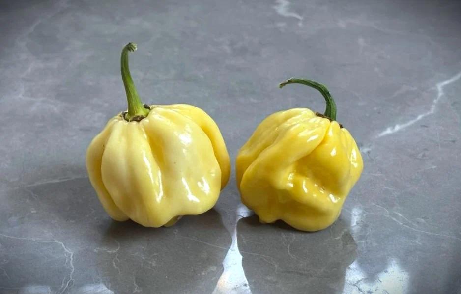 C22 White (Capsicum chinense) fröer