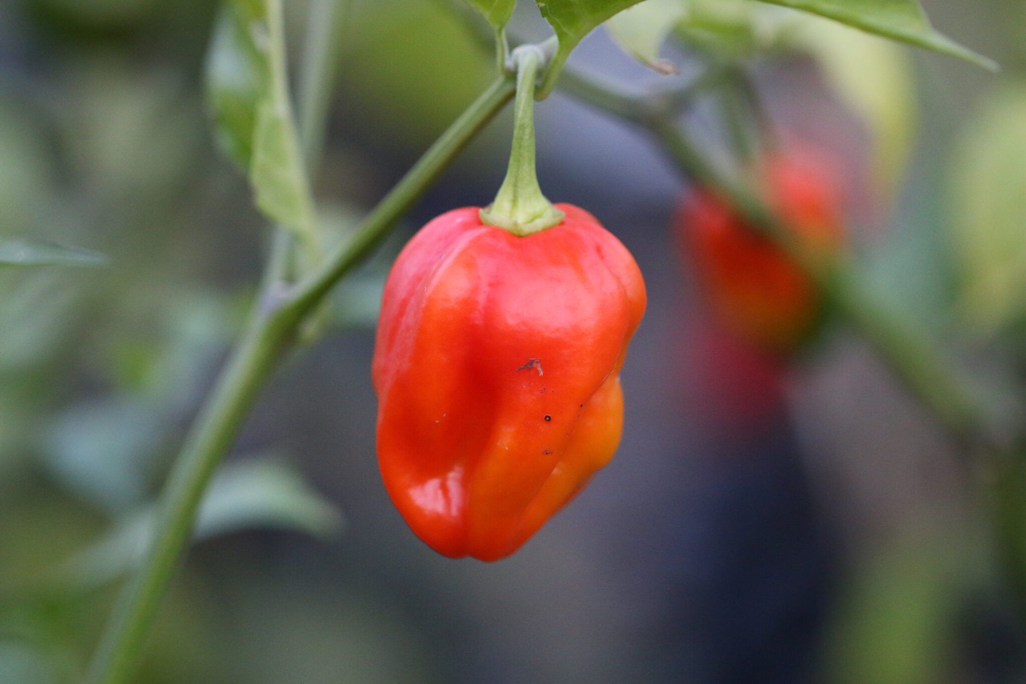 Aji Rosita Rojo fröer