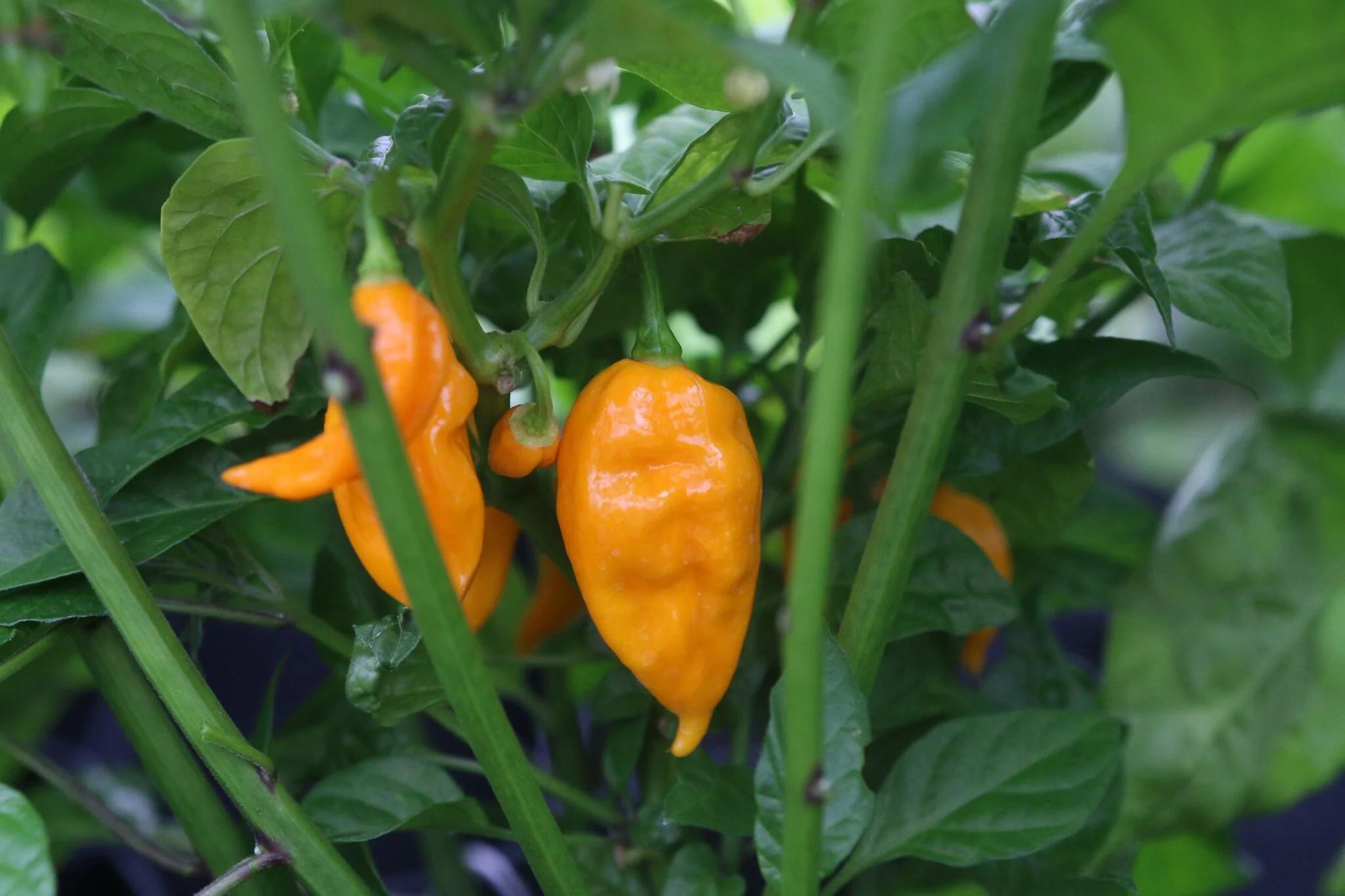 Bhut Jolokia Yellow fröer