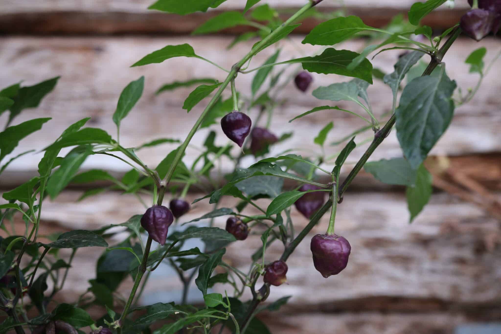 Purple UFO fröer