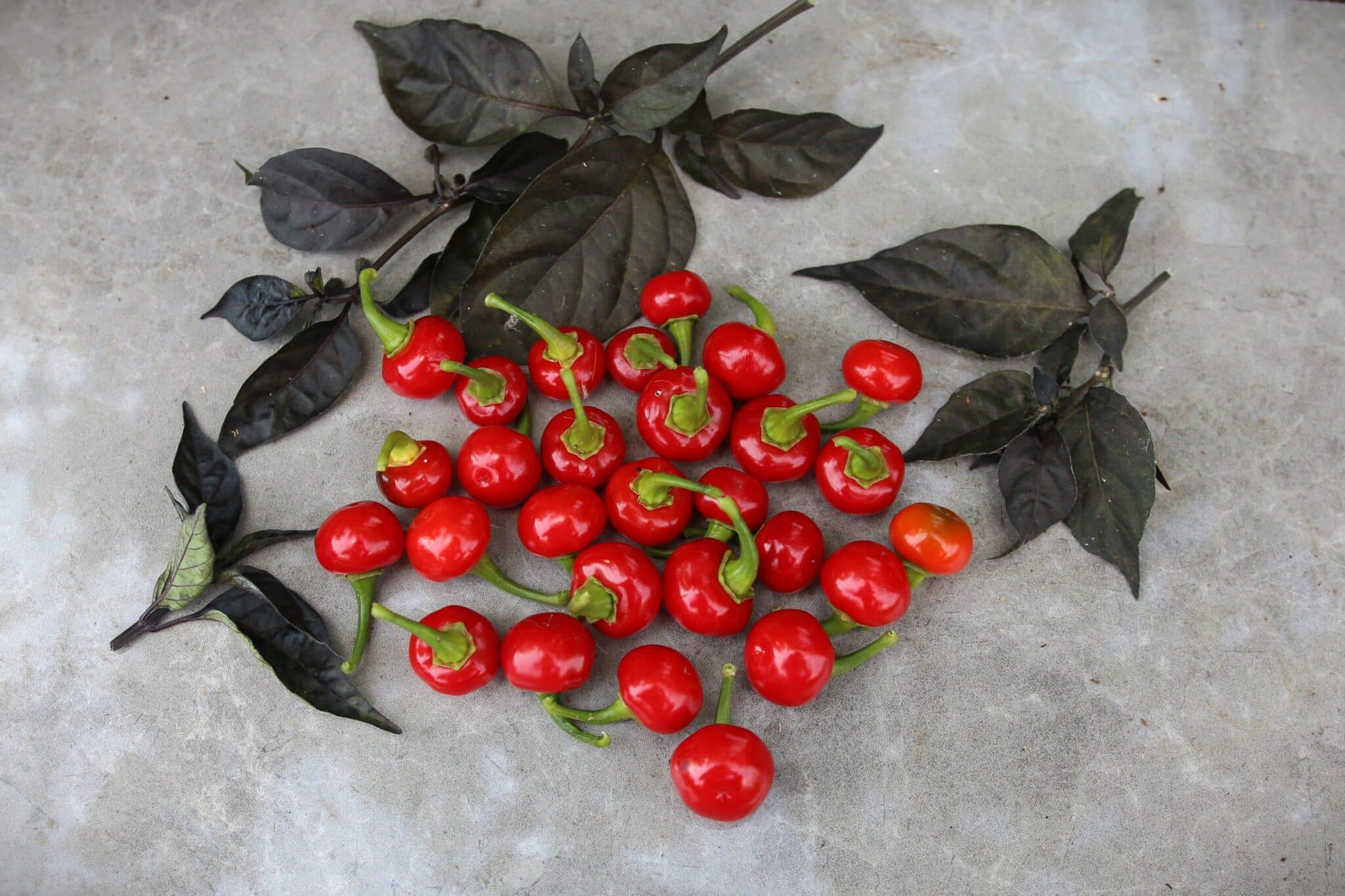Bode Red (Capsicum annuum) - röd - Capsicum chinense fröer