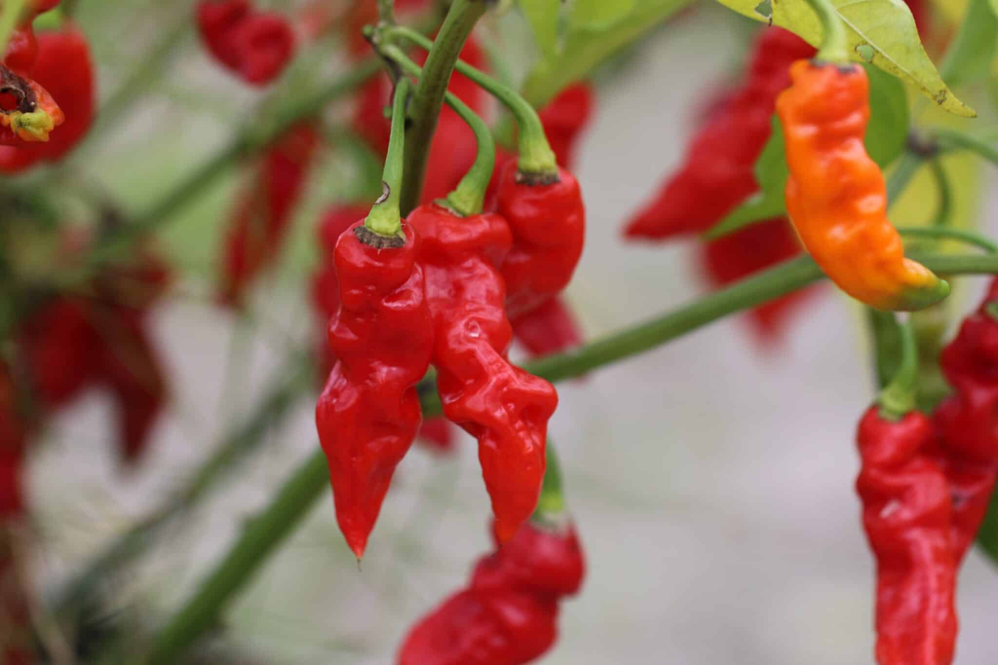 Carolina Reaper x Trinidad Moruga Scorpion (Capsicum chinense) fröer