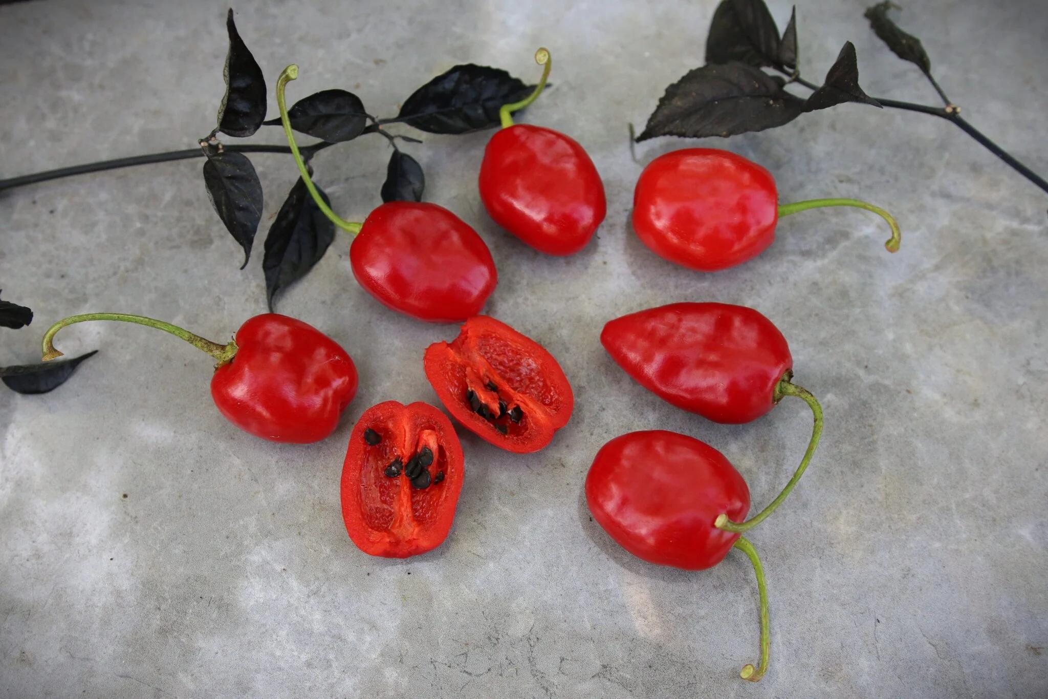 Rocoto La Paz Rojo - inget - Capsicum pubescens fröer