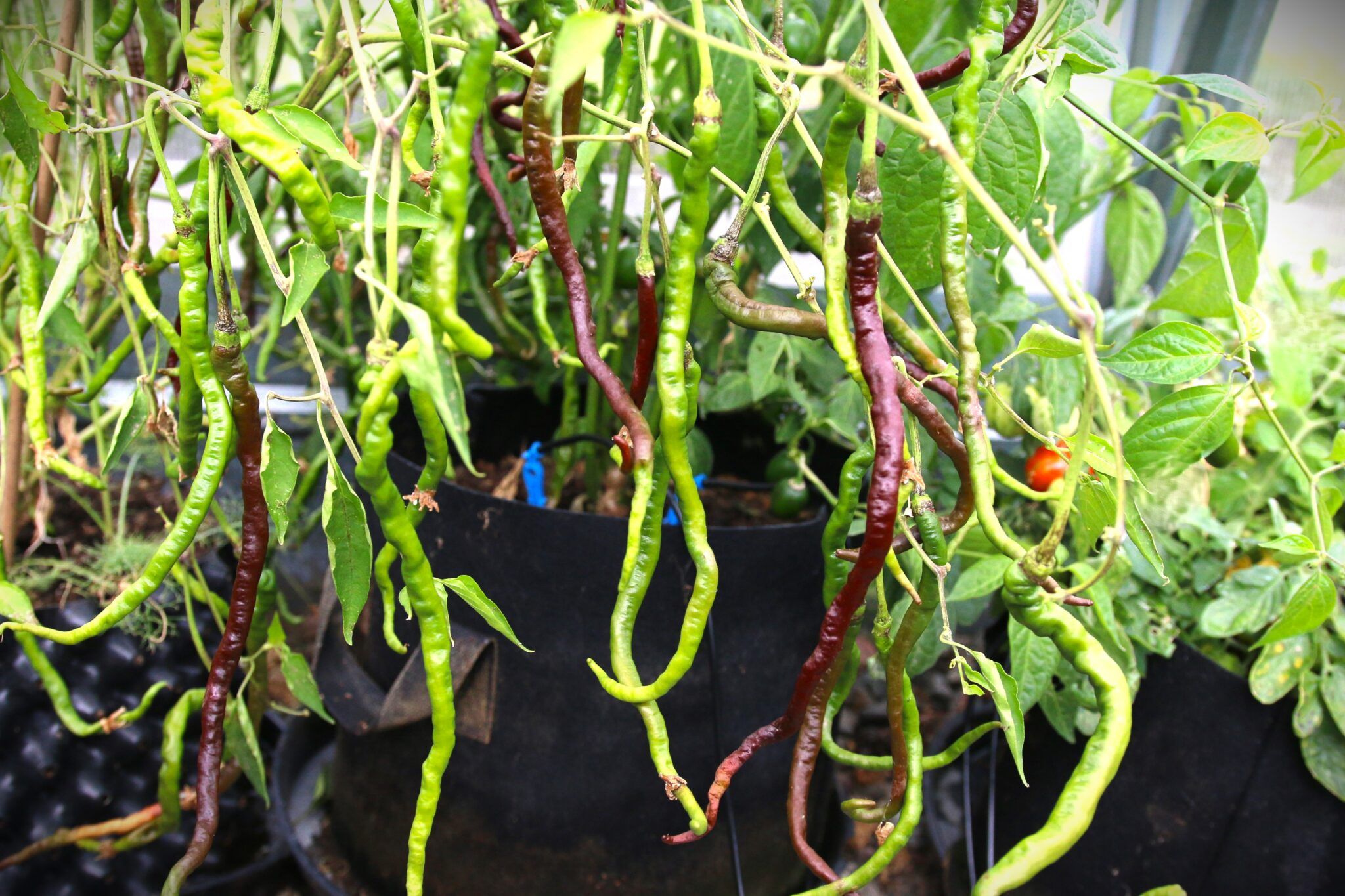 Thunder Mountain Longhorn Chocolate (Capsicum annuum) - brun fröer