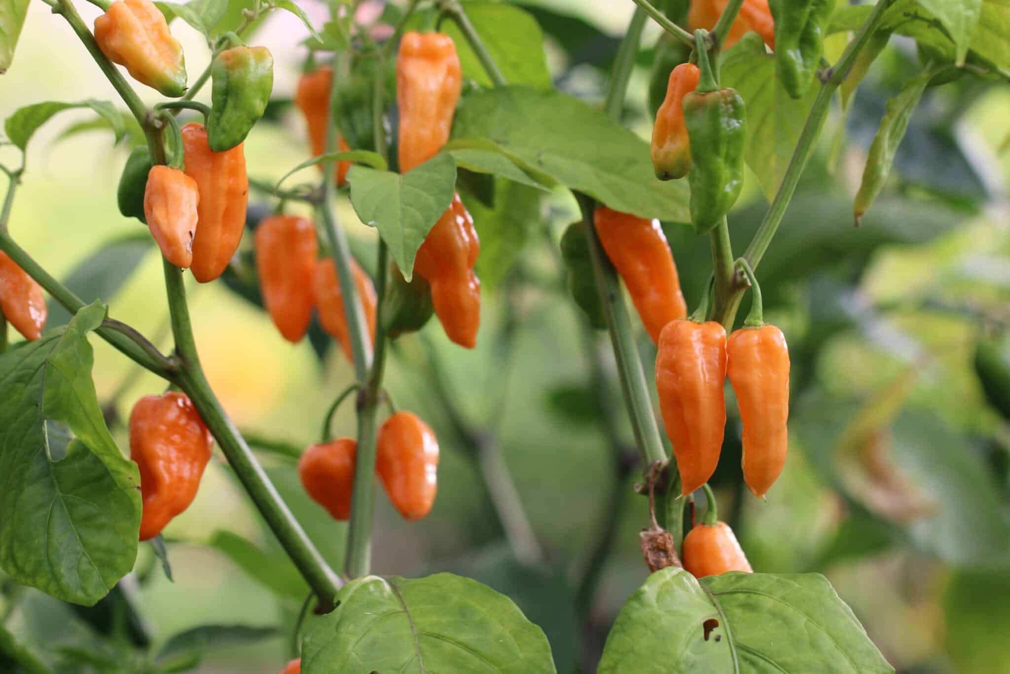 Bhut Orange Copenhagen (Capsicum chinense) - orange fröer