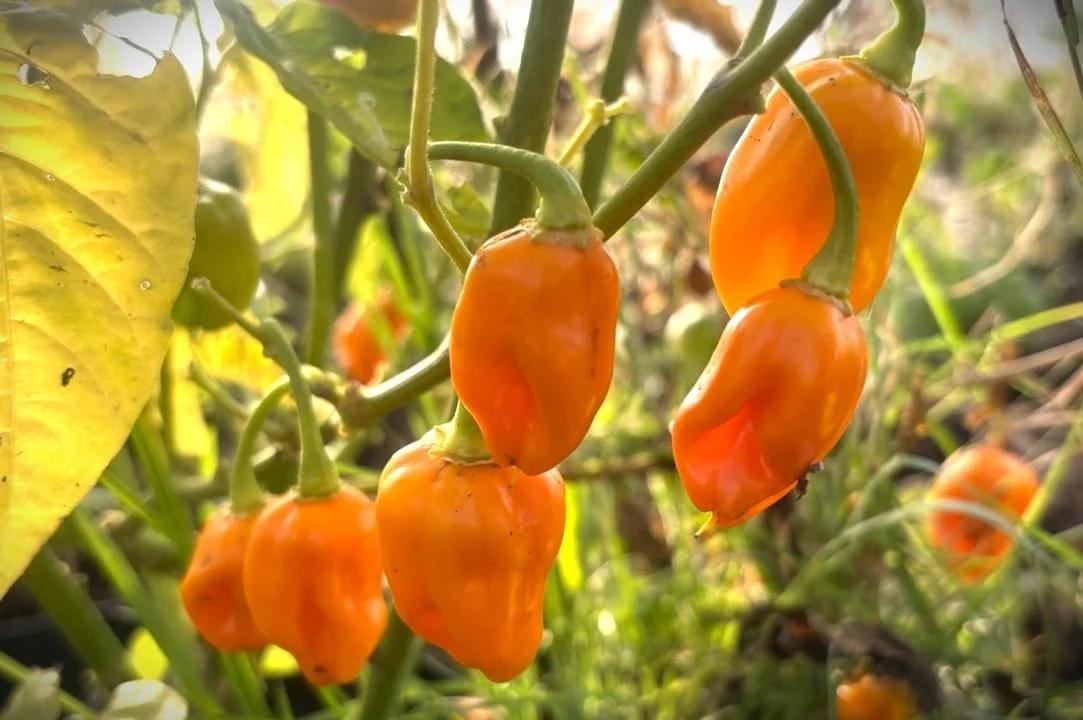 Datil fröer