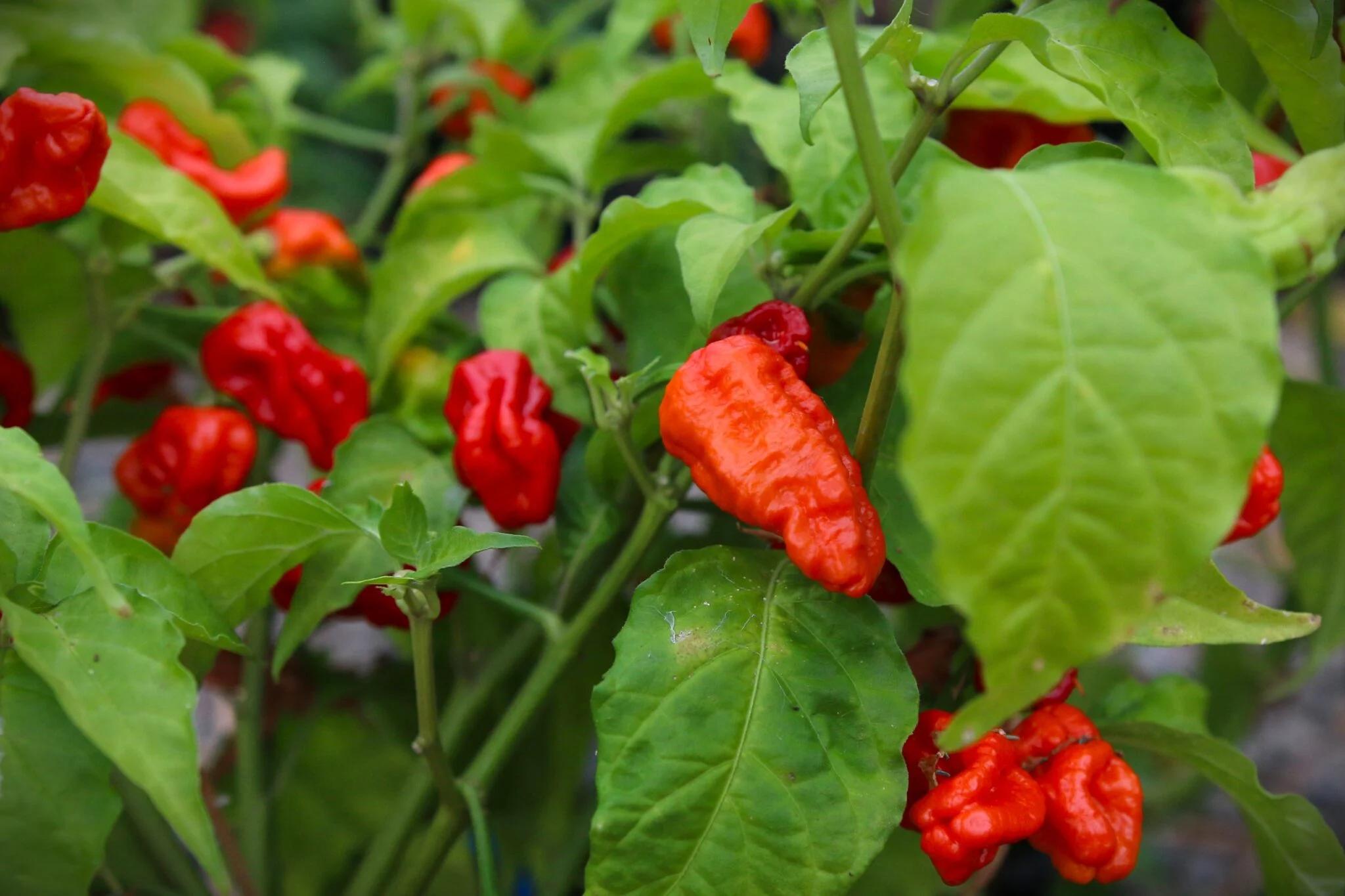 7 Pot Chaguanas Red (Capsicum chinense) fröer