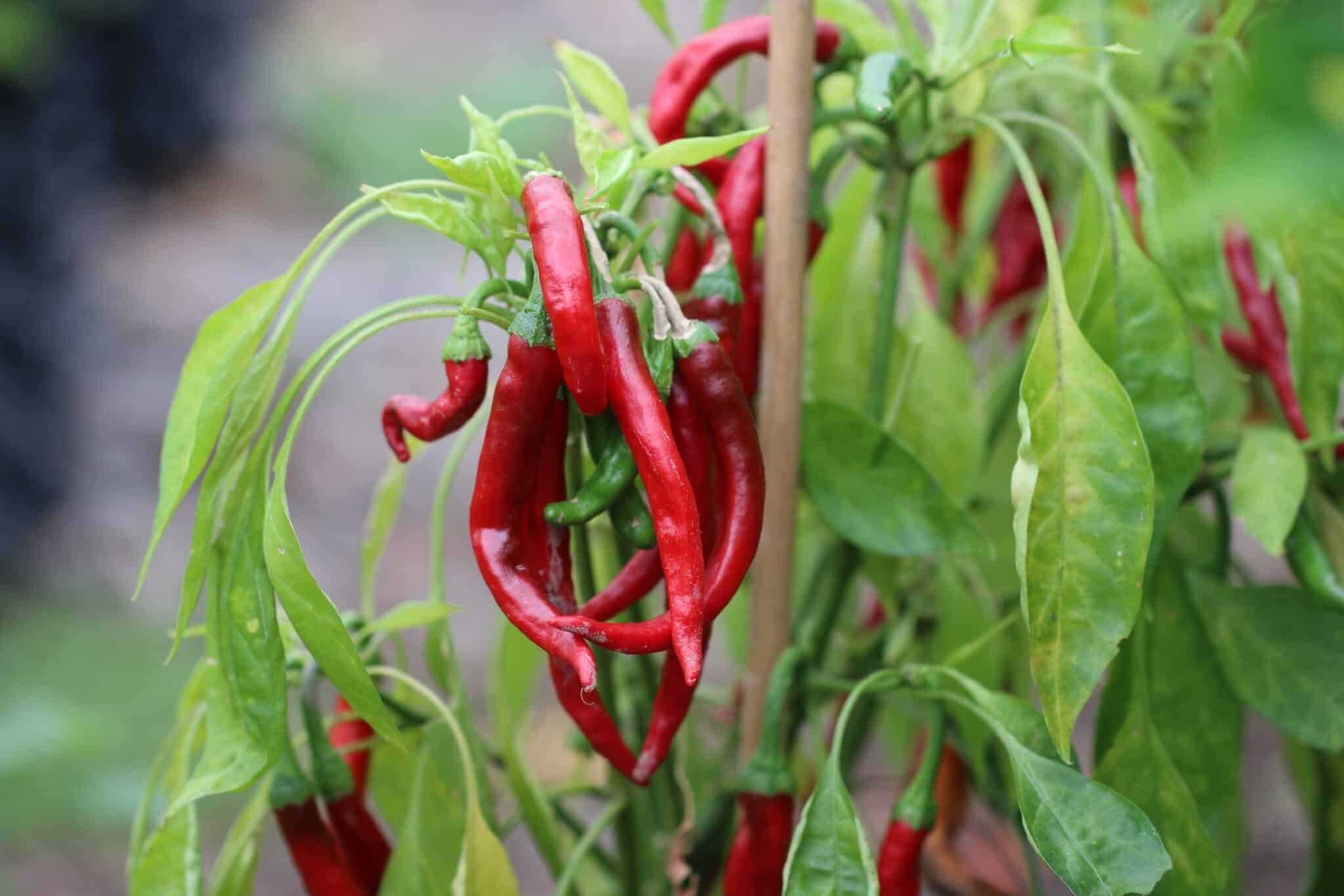 Cayenne fröer