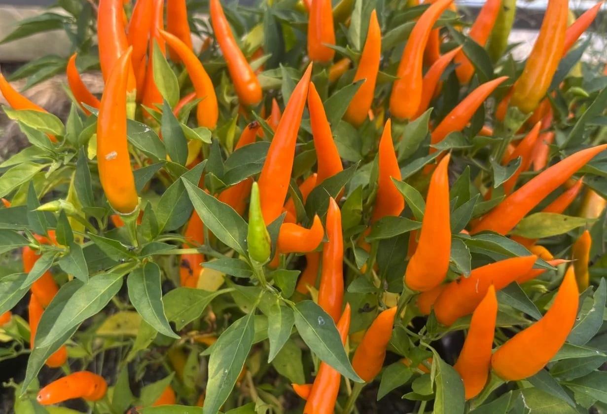 Cha Cha (Capsicum annuum) fröer