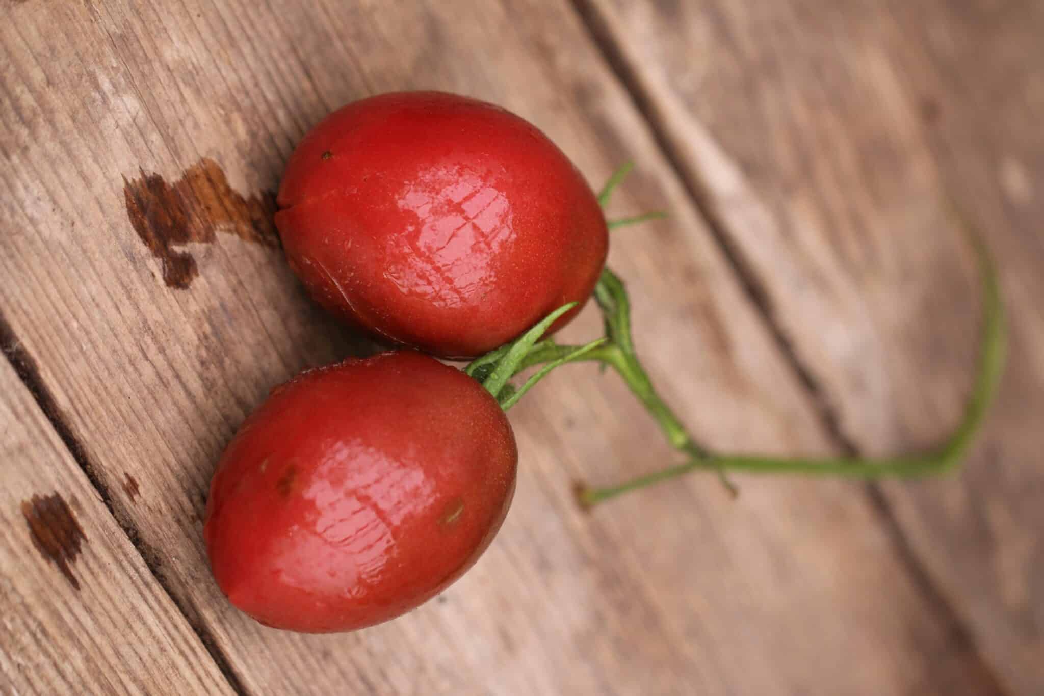 PURPLE RUSSIAN PLUM - uppbindingtomat - röd fröer