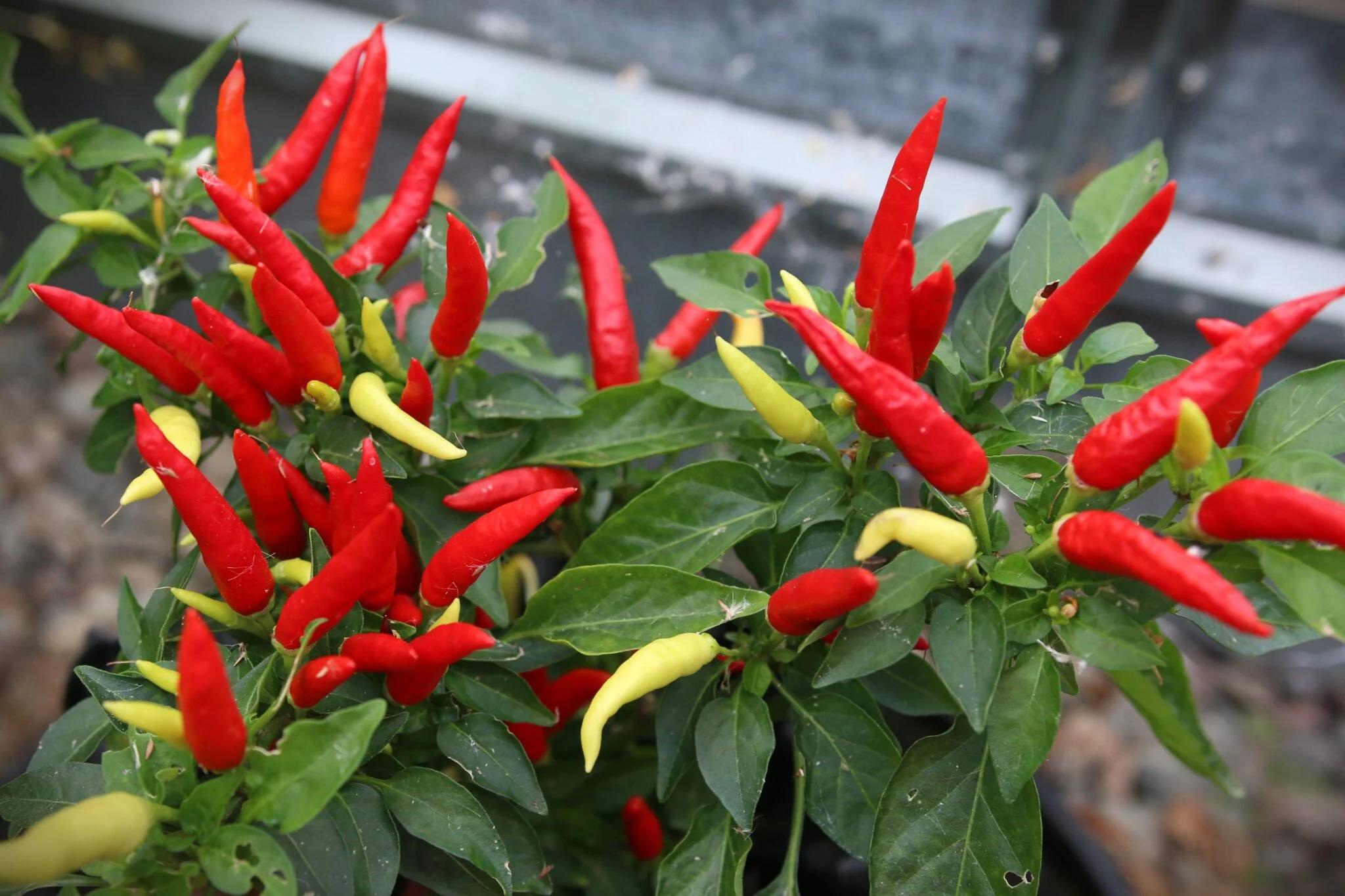 Basket of Fire (Capsicum annuum) - röd fröer