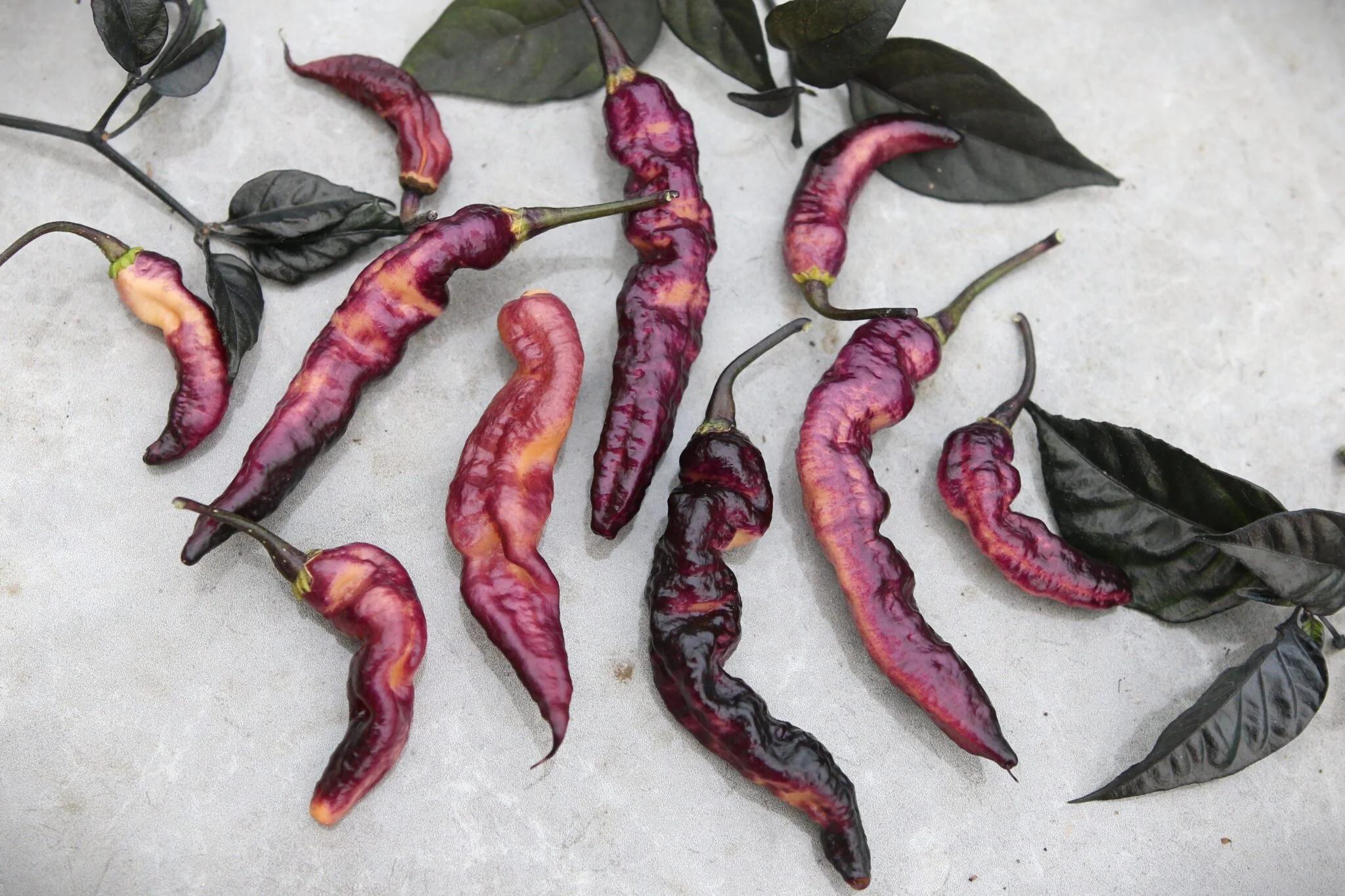 Purple Serpent fröer
