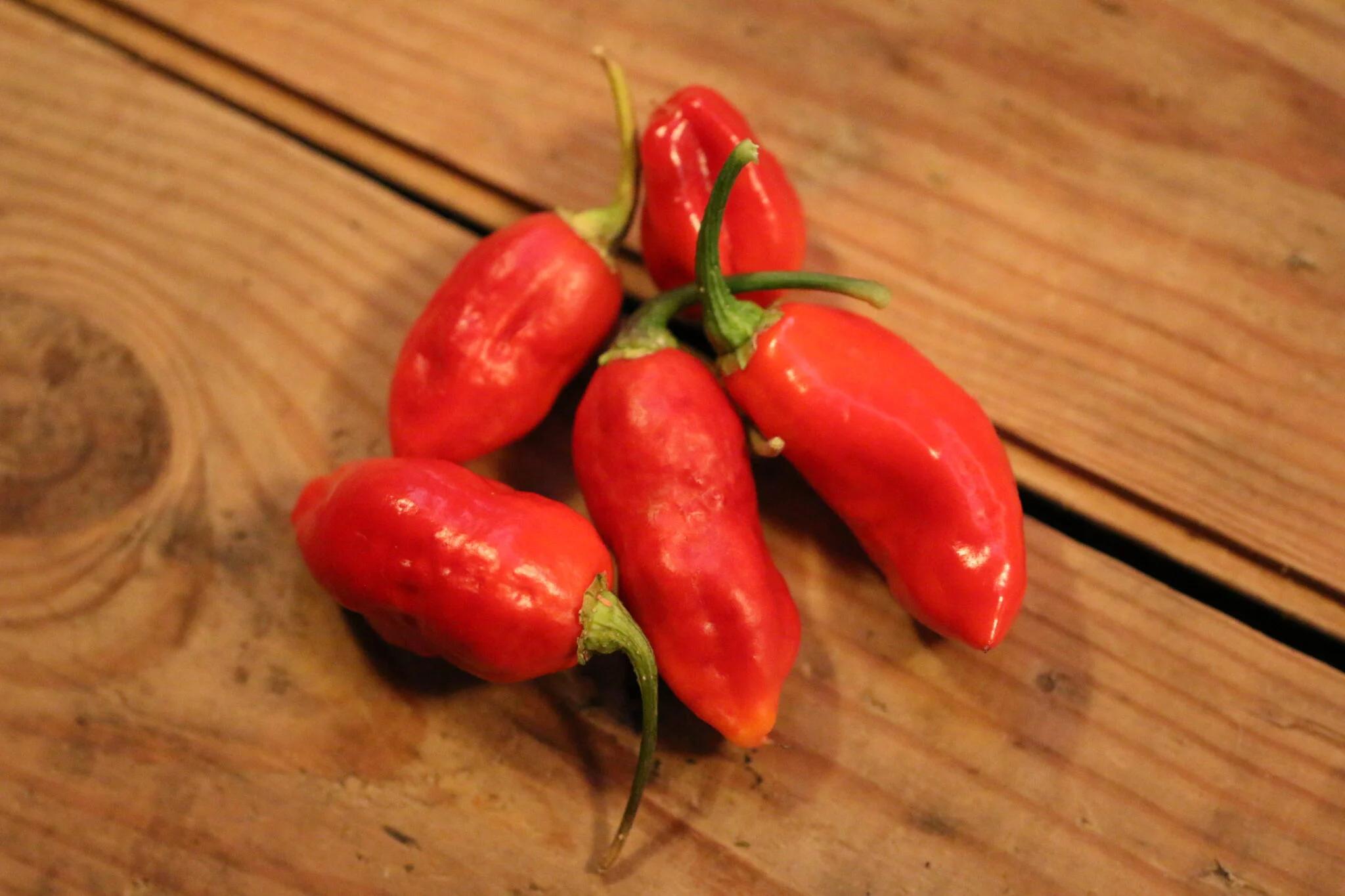 Aji Cajamarca fröer