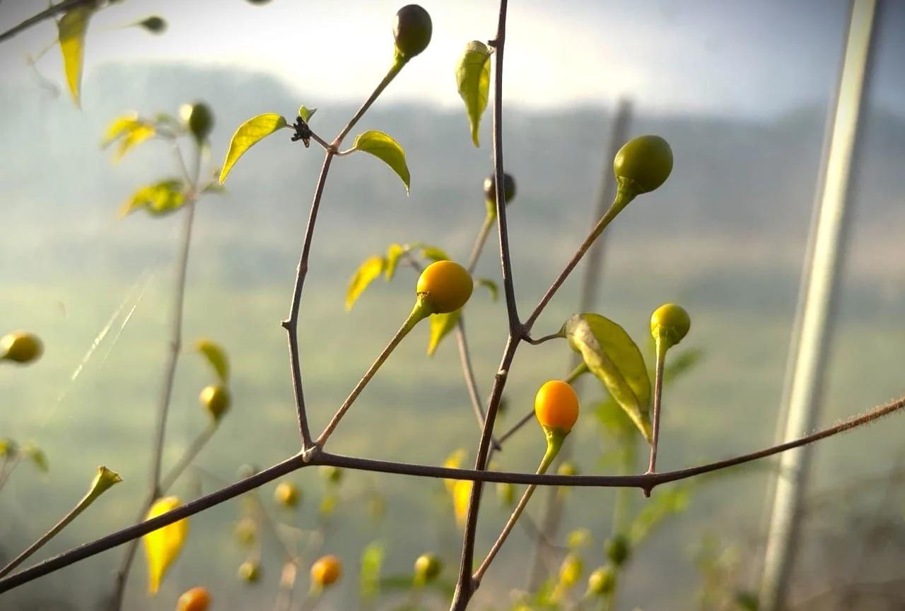 Chiltepin Amarillo fröer