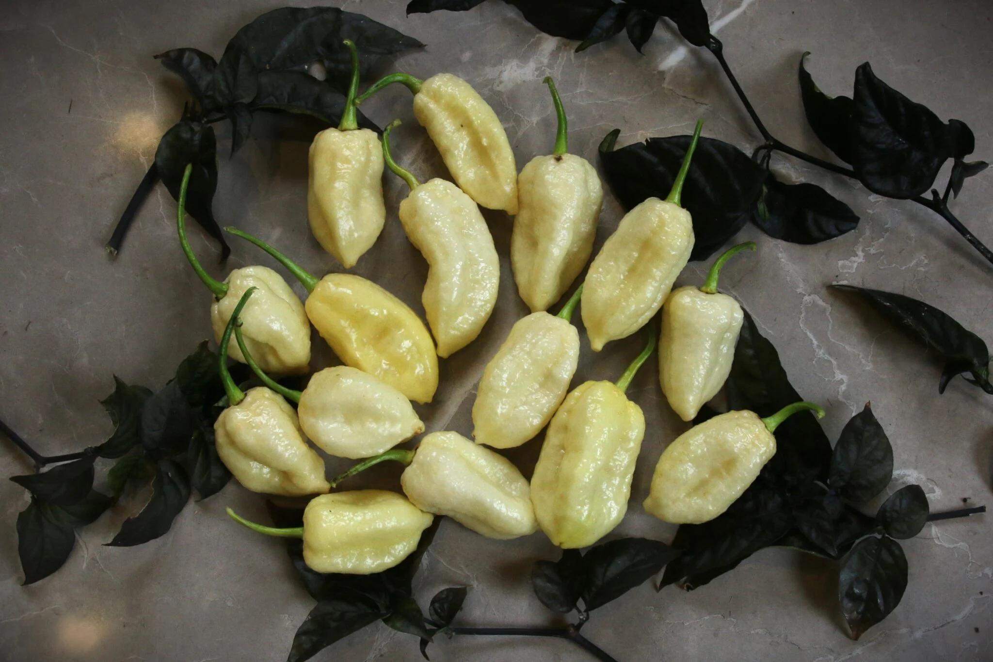 White Moruga fröer