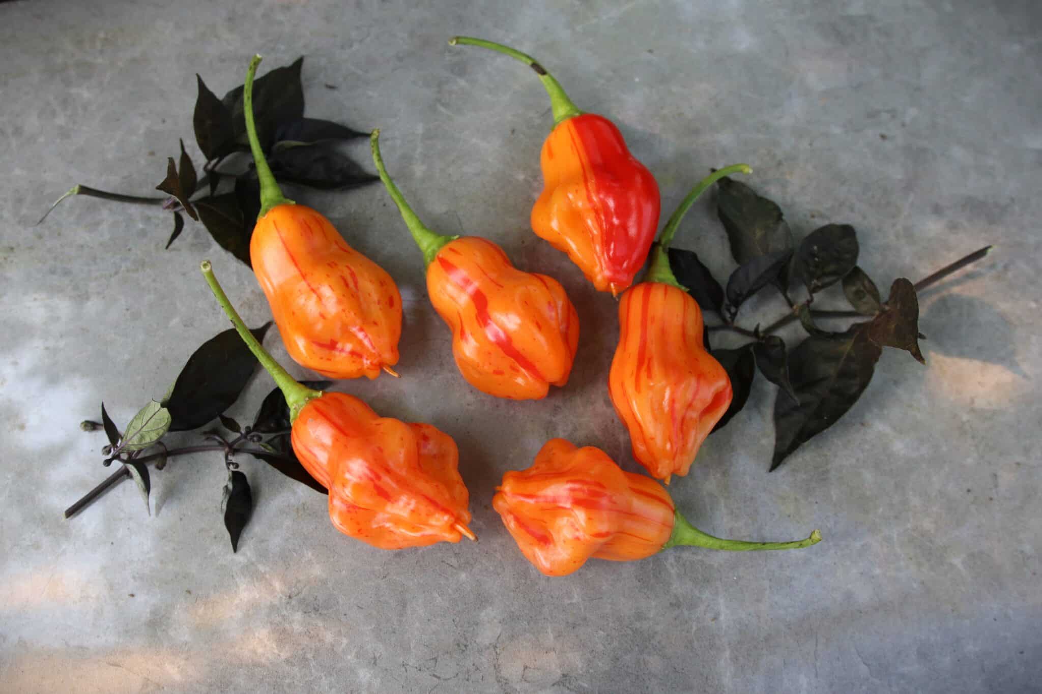 Zebrange (Capsicum baccatum) - orange fröer