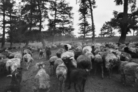 Black sheep — Bayan-Olgii,, Mongolia, 2023