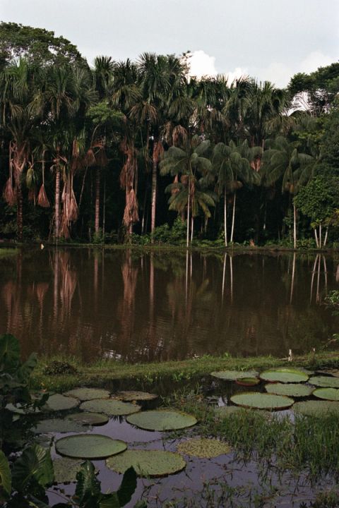 Cocoon — Puerto Narino, Amazonas, Colombia, 2023