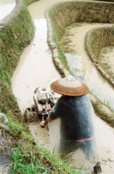 Dans la rizière — Guangxi, China, 2023