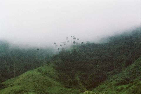 Reencuento — Valle de Cocora, Colombia, 2023