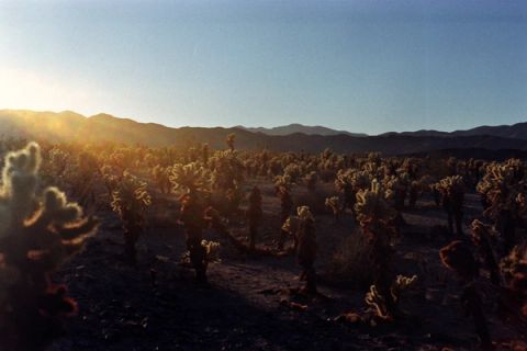 Untitled — Joshua Tree National Park, California, USA, 2022