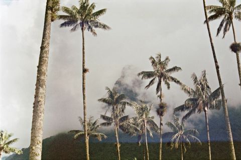 Cocora — Valle del Cocora, Salento, Colombia, 2023
