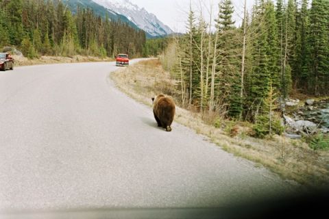 One More Bear — Banff, Canada, 2022